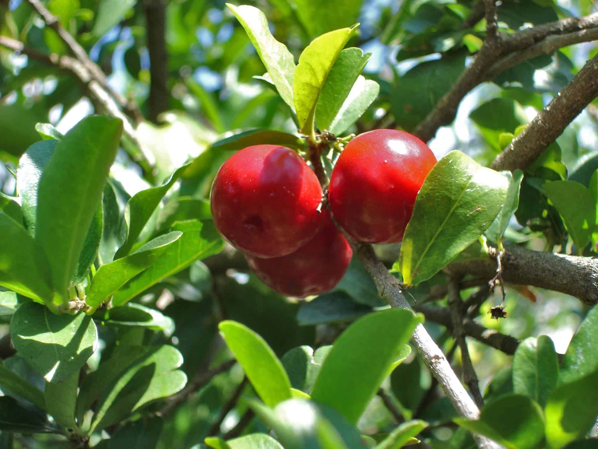 Barbados Cherry Tree (Malpighia Emarginata) - 5 Live Plants in 6 Inch Grower's Pots - Edible Fruit Bearing Tree for Patio, Garden & Landscaping - Perfect for Home Gardening, Organic Fruit Harvest & Tropical Backyard Decor