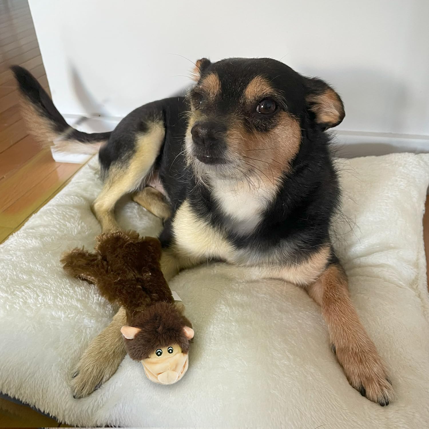 2-in-1 Squeaky Dog Toy for All Sizes - No Stuffing, Durable Fabric - Perfect for Indoor Play & Bottle Hold
