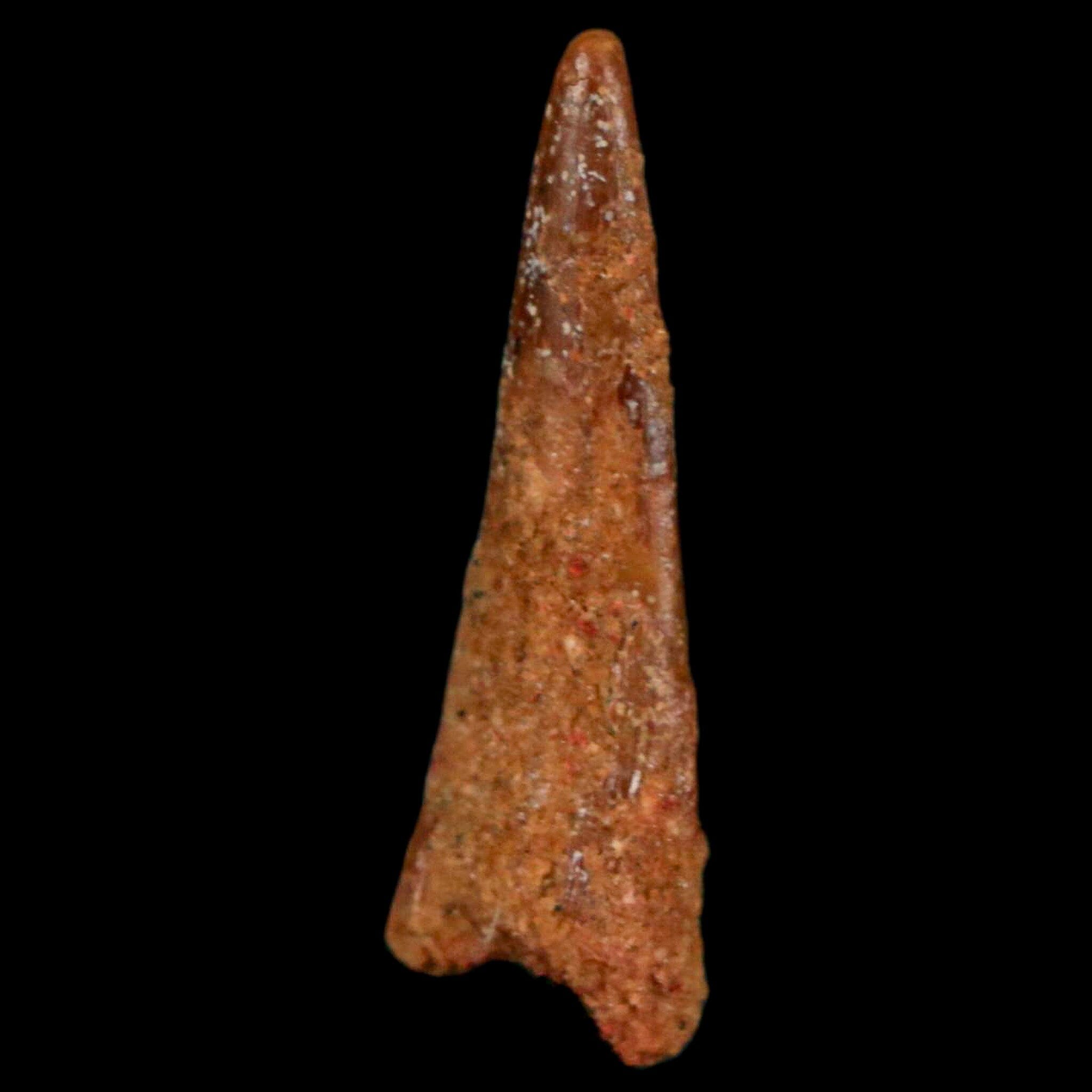Authentic Pterosaur Coloborhynchus Fossil Tooth - Upper Cretaceous Period - Morocco - Includes COA - Perfect for Paleontology Collections & Museum Displays