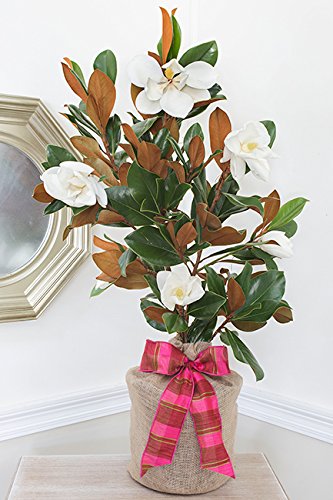 Southern Magnolia Tree Gift - Fragrant Flowering Houseplant by The Magnolia Company | Perfect Housewarming, Wedding & Garden Decoration | Lush Potted Plant for Indoor/Outdoor (Excludes CA Shipping)