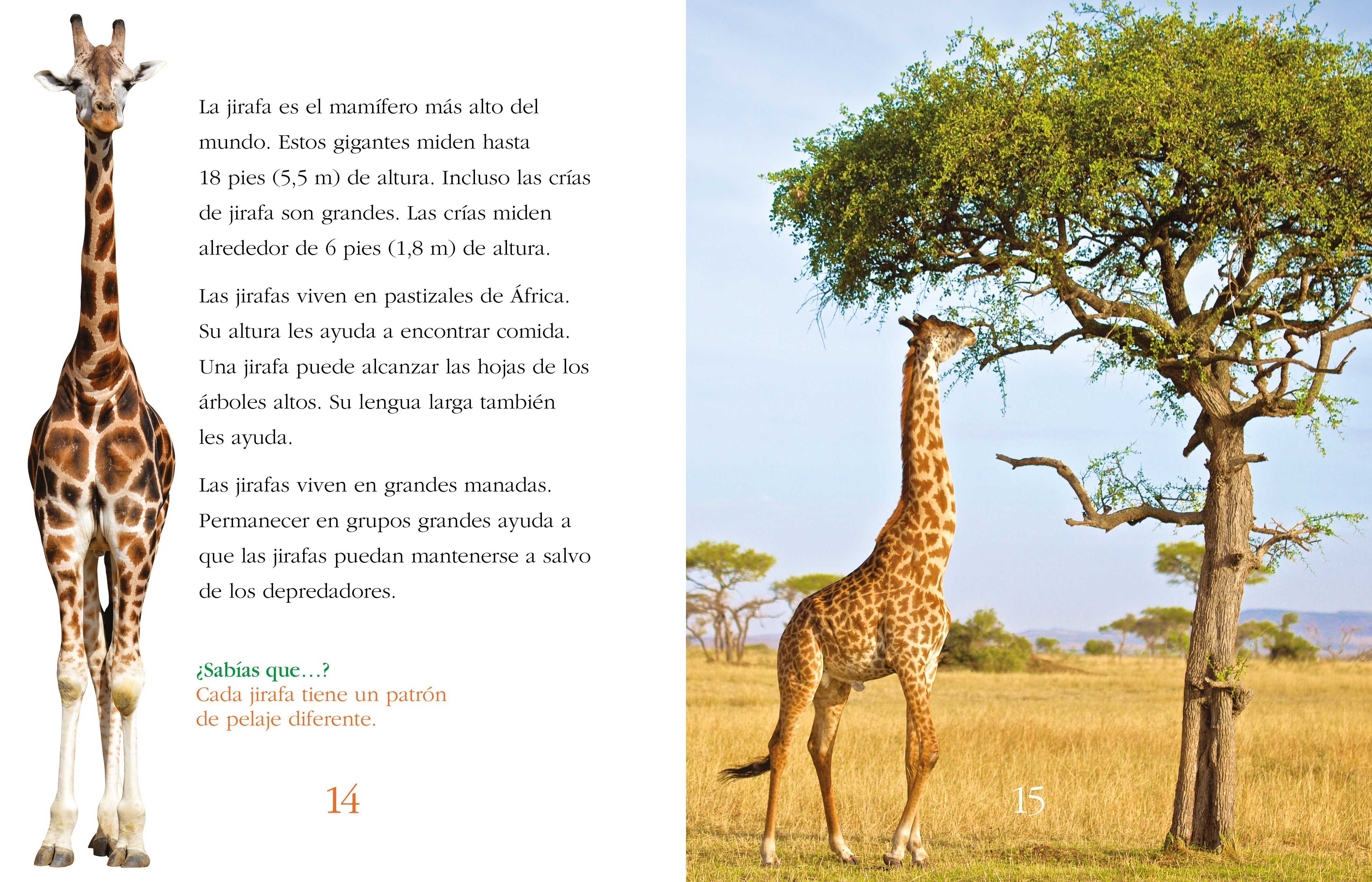 Best Camouflaged Animals - Discover Nature's Masters of Disguise | Perfect for Wildlife Enthusiasts & Nature Photography
