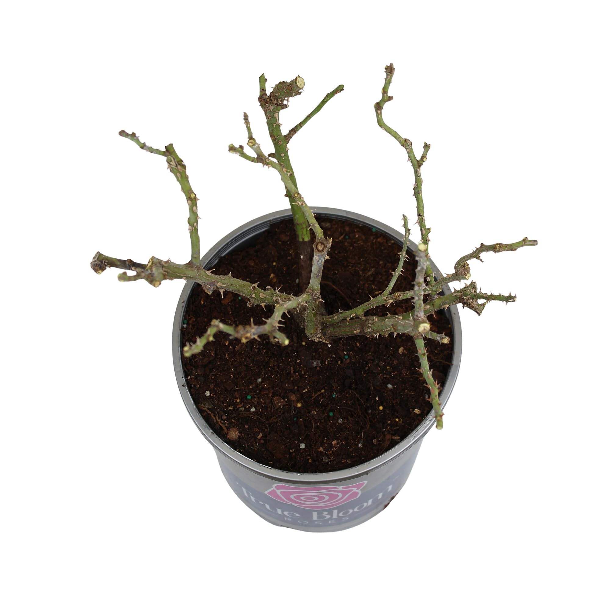 Fresh Pink Rose Bush Plants for Delivery - Live Indoor & Outdoor Potted Roses, Perfect Plant Lover Gifts & Home Decor | Ideal for Valentine's Day, Weddings, Anniversaries & Housewarming