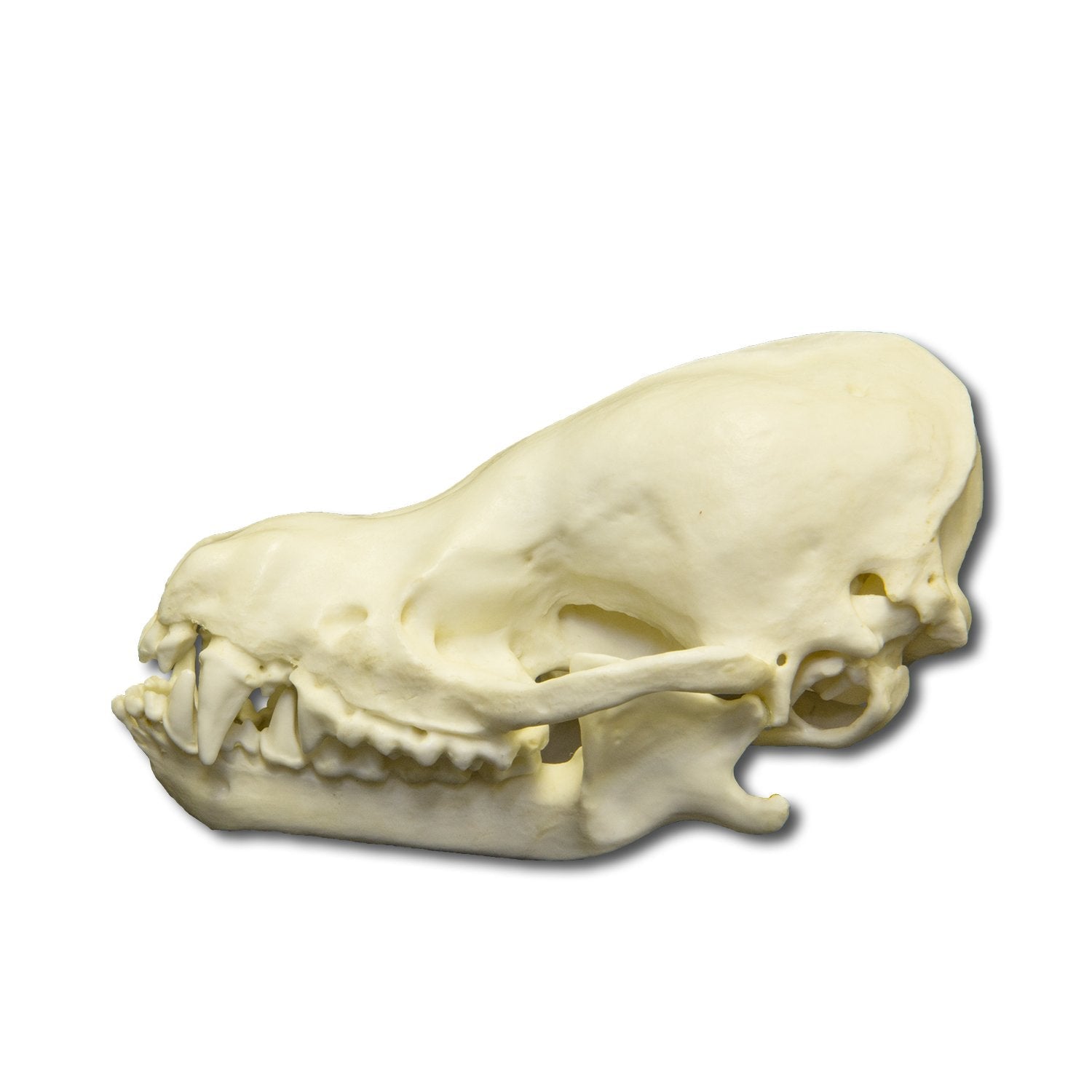 Authentic Replica Cave Myotis Bat Skull - 8:1 Scale Model for Science Education, Halloween Decor & Gothic Collectibles