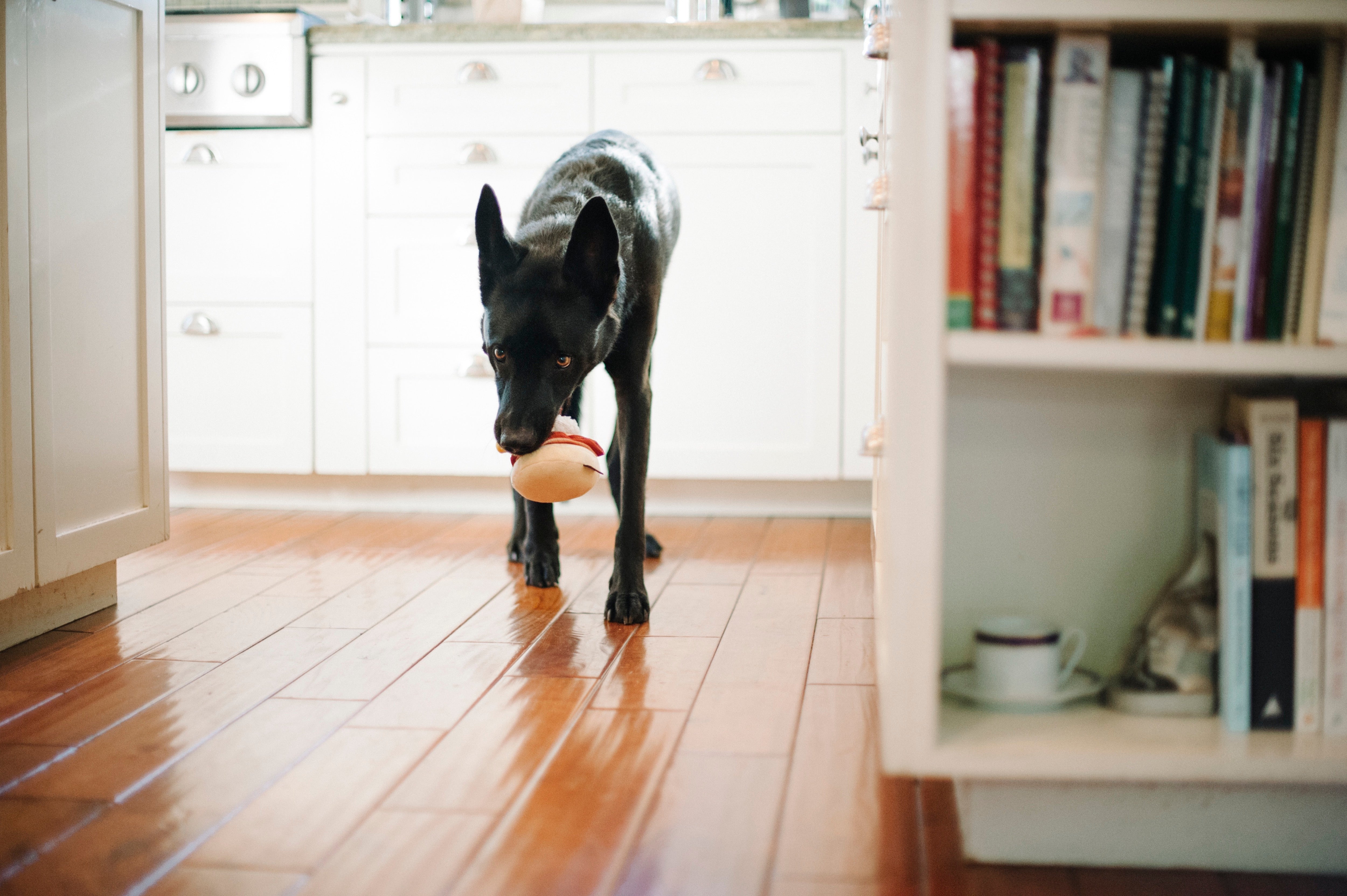 El Egg Benedict Plush Dog Toy - Barking Brunch™ Collection by Pet P.L.A.Y. | Soft & Durable Chew Toy for Small & Medium Dogs | Perfect for Playtime, Training & Cuddling