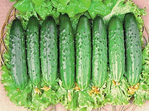 Organic Non-GMO Zozulya F1 Self-Pollinating Cucumber Seeds for Indoor Gardening - Grow Fresh Long Vegetables Year-Round in Containers & Greenhouses