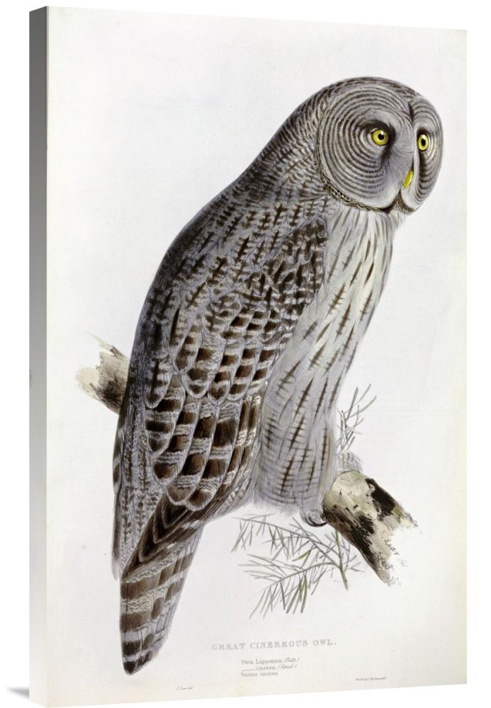 John Gould Cinereous Owl Canvas Wall Art Print - Gallery Wrap Giclee - Premium Home & Office Decor for Living Room, Bedroom, Study