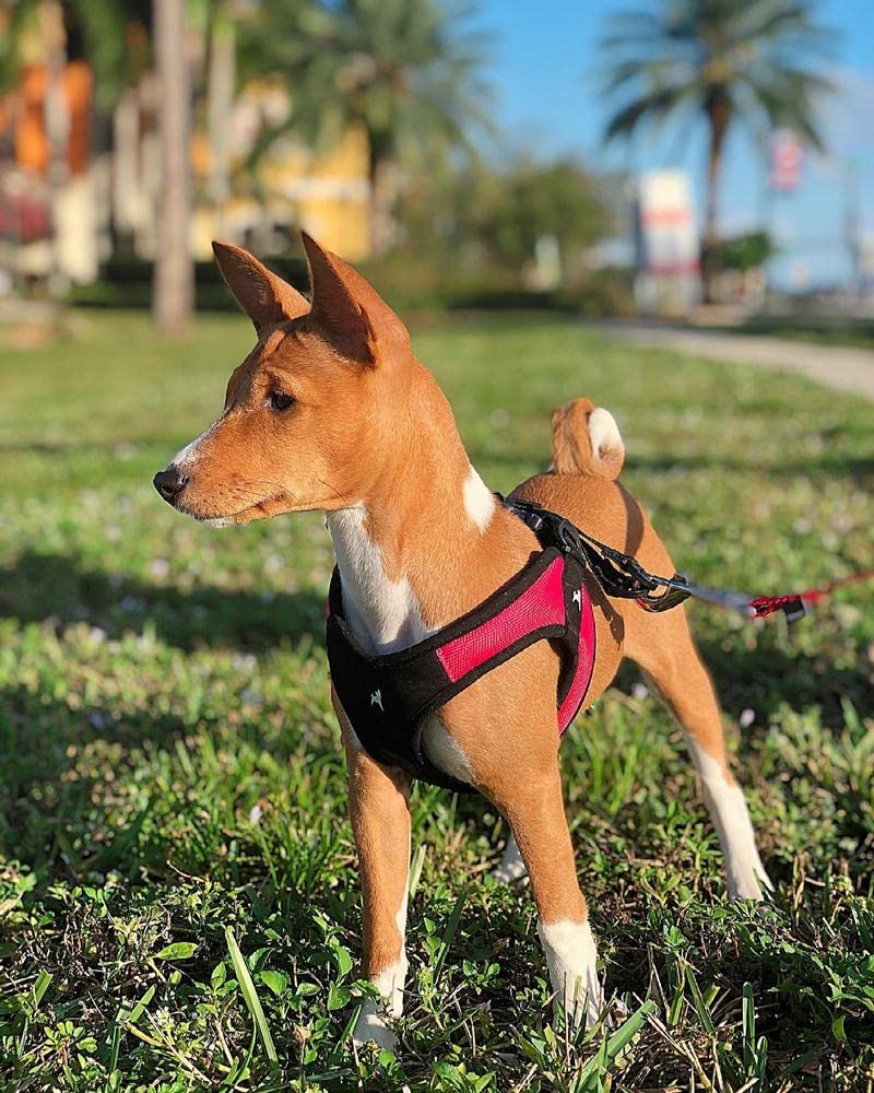 Gooby Escape Free Easy Fit No Pull Dog Harness - Small, Red - Step-in Design with Quick Release Buckle - Perfect for Small & Medium Dogs - Walking, Hiking & Travel Adventures