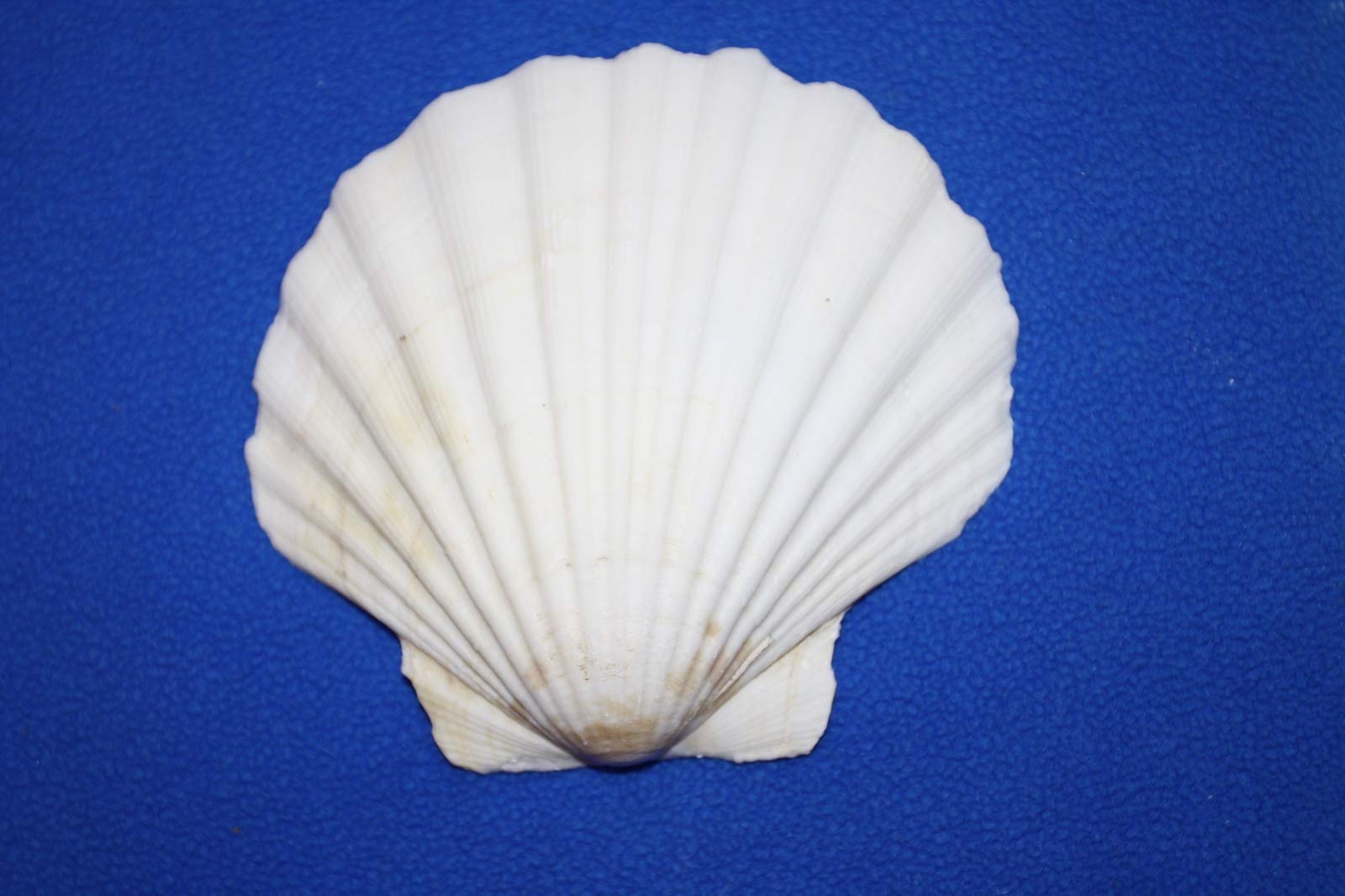 30-Piece Irish Seashell Cups Set for Beach Wedding Decor – 3.75