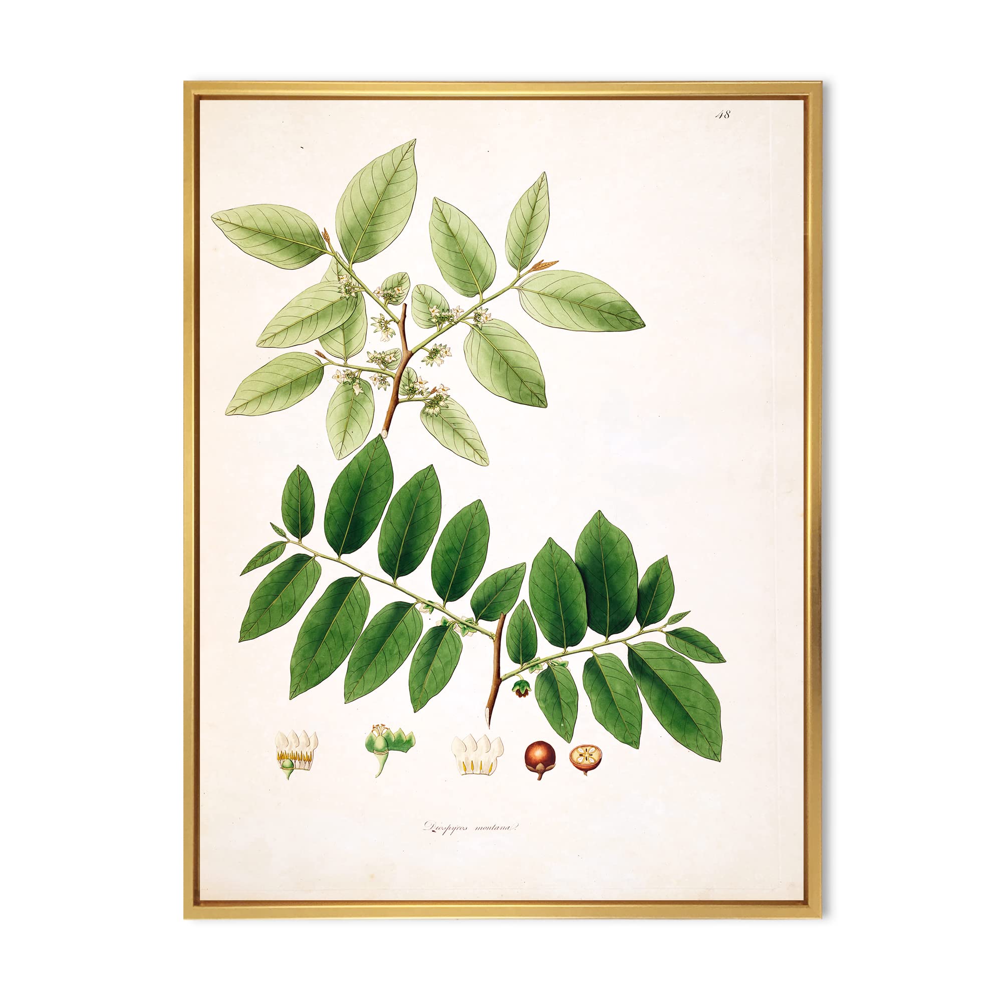 DesignQ Vintage Botanicals XIV - Farmhouse Framed Canvas Wall Art Print | Botanical Home Decor for Living Room, Bedroom & Office | Ready to Hang