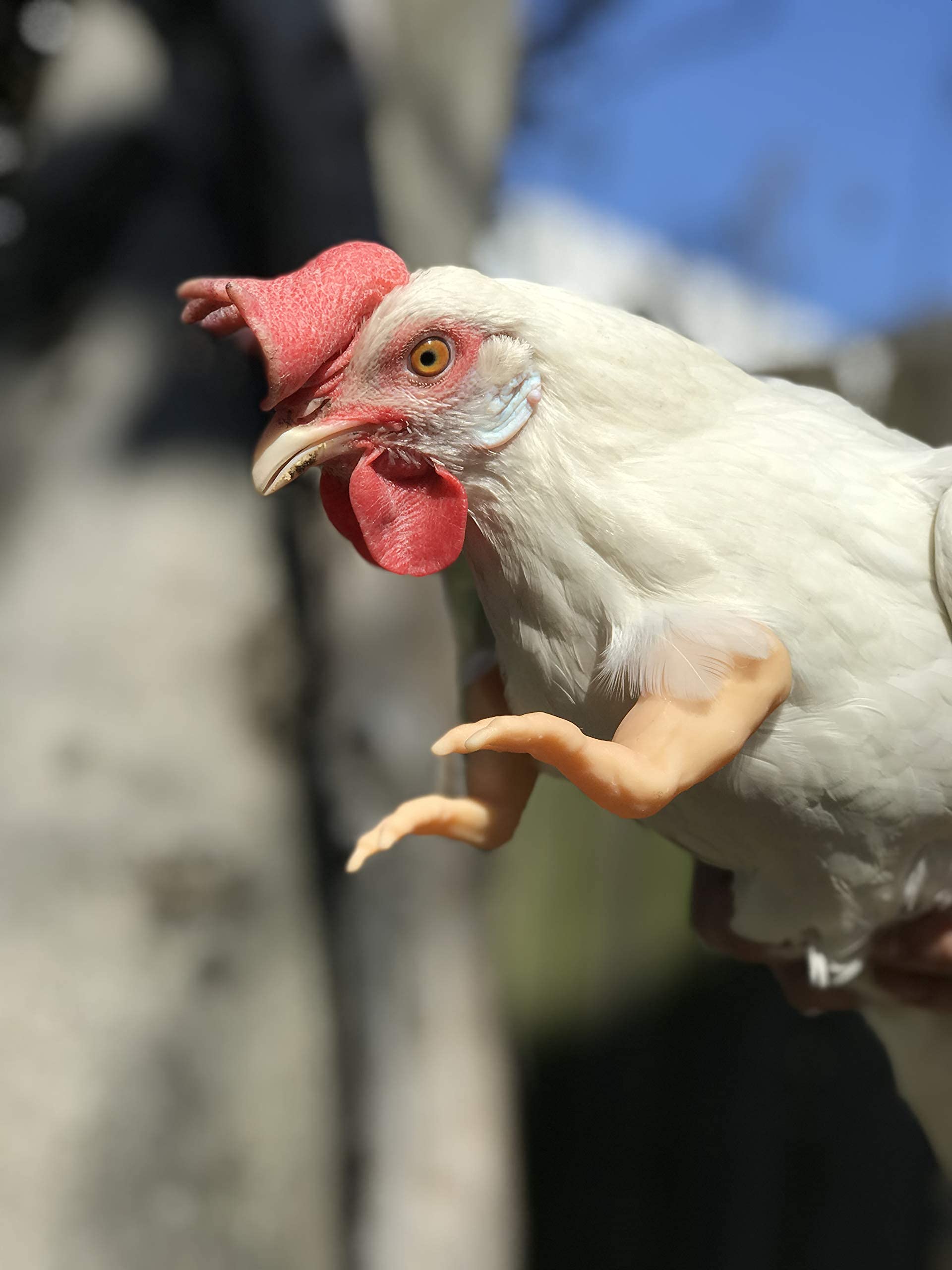 T-Rex Dinosaur Chicken Arms - 3D Printed Funny Chicken Costume & Photo Prop | Novelty Gift for Viral Photos & Memes | Made in USA | Perfect for Halloween, Cosplay, Parties & Social Media Pranks