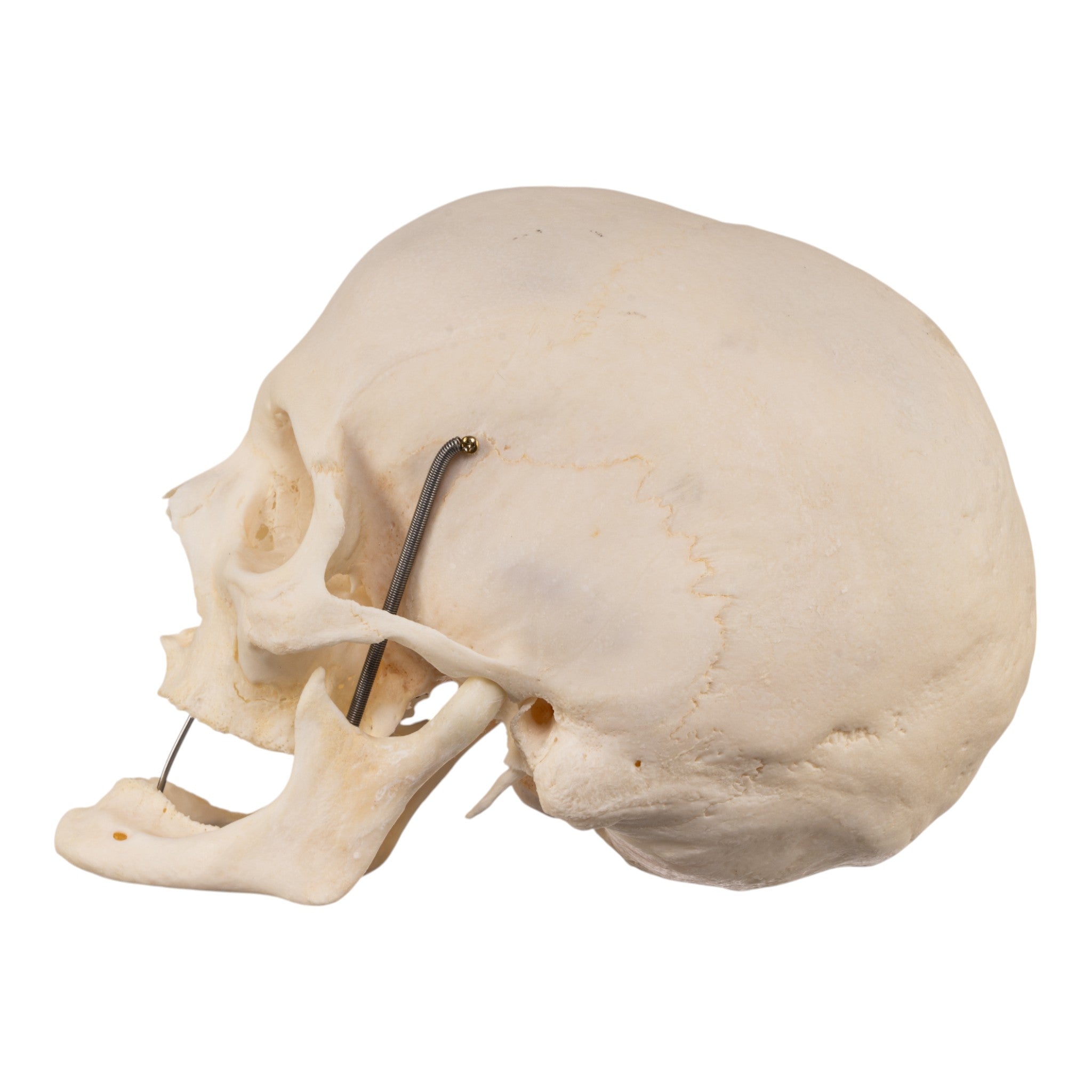 Premium Human Skull Model for Medical Research & Pathology Studies - Ideal for Anatomy Labs, Medical Training & Educational Use
