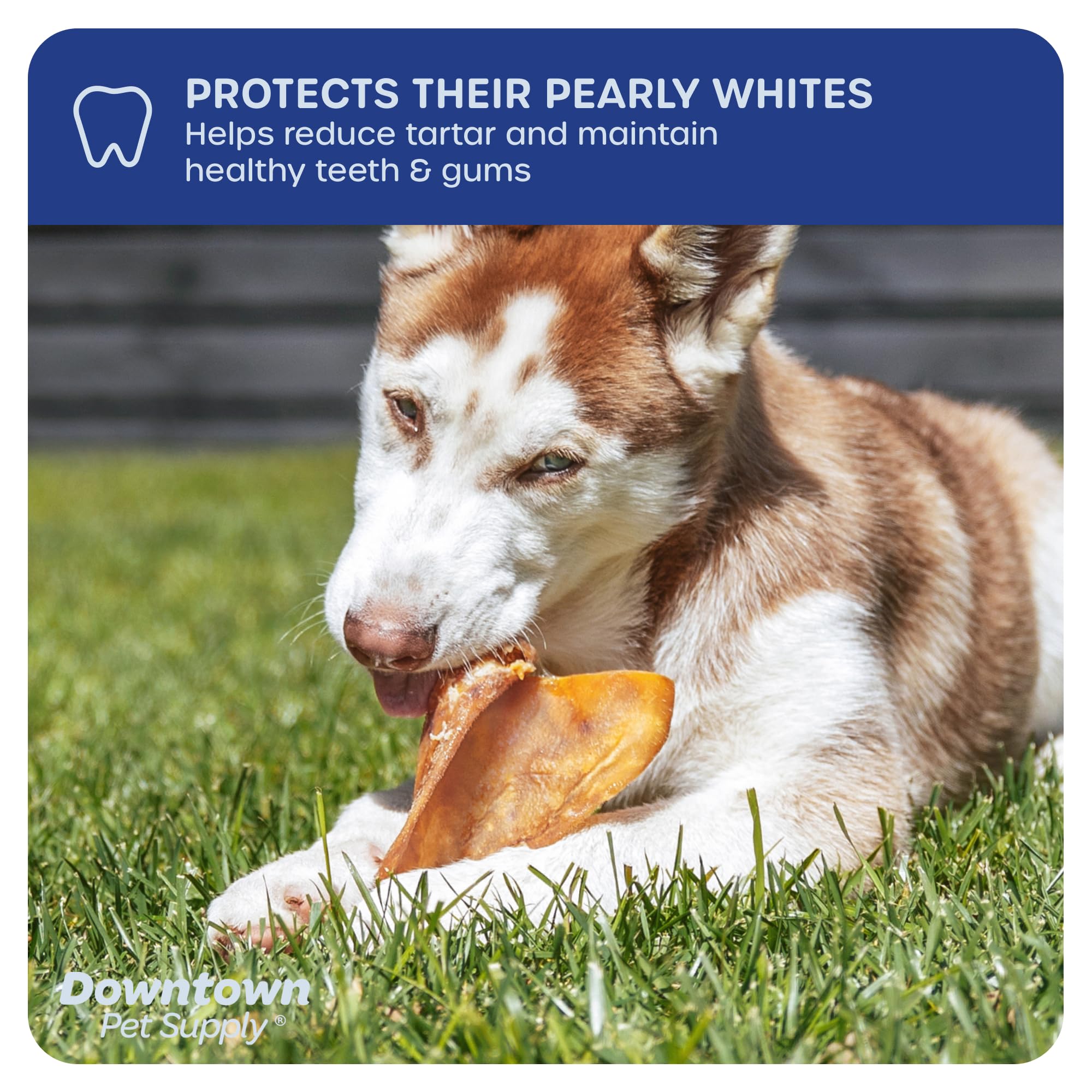 Premium Natural Pig Ears Dog Treats - 105 Pack | All-Natural Chews from South America & Turkey | Perfect for Training, Dental Health & Long-Lasting Entertainment