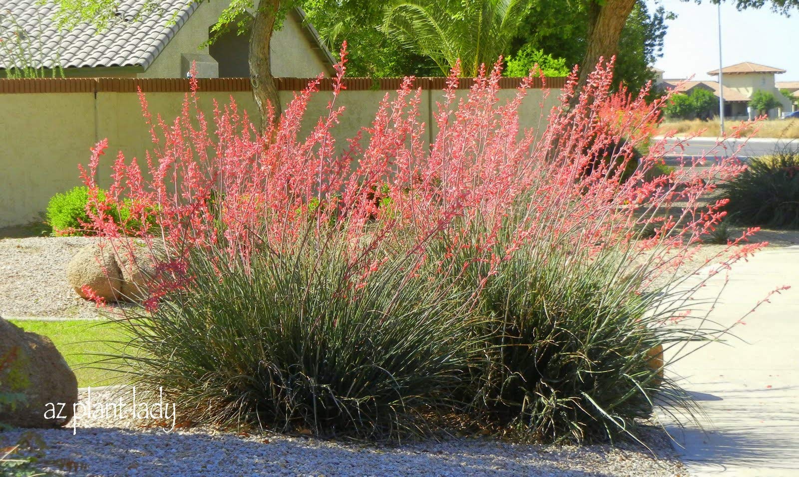 Red Yucca Plants (Hesperaloe Parviflora) - 3 Live Evergreen Succulents in 6 Inch Pots - Drought-Tolerant, Bird-Friendly Landscape Plants for Xeriscaping & Desert Gardens