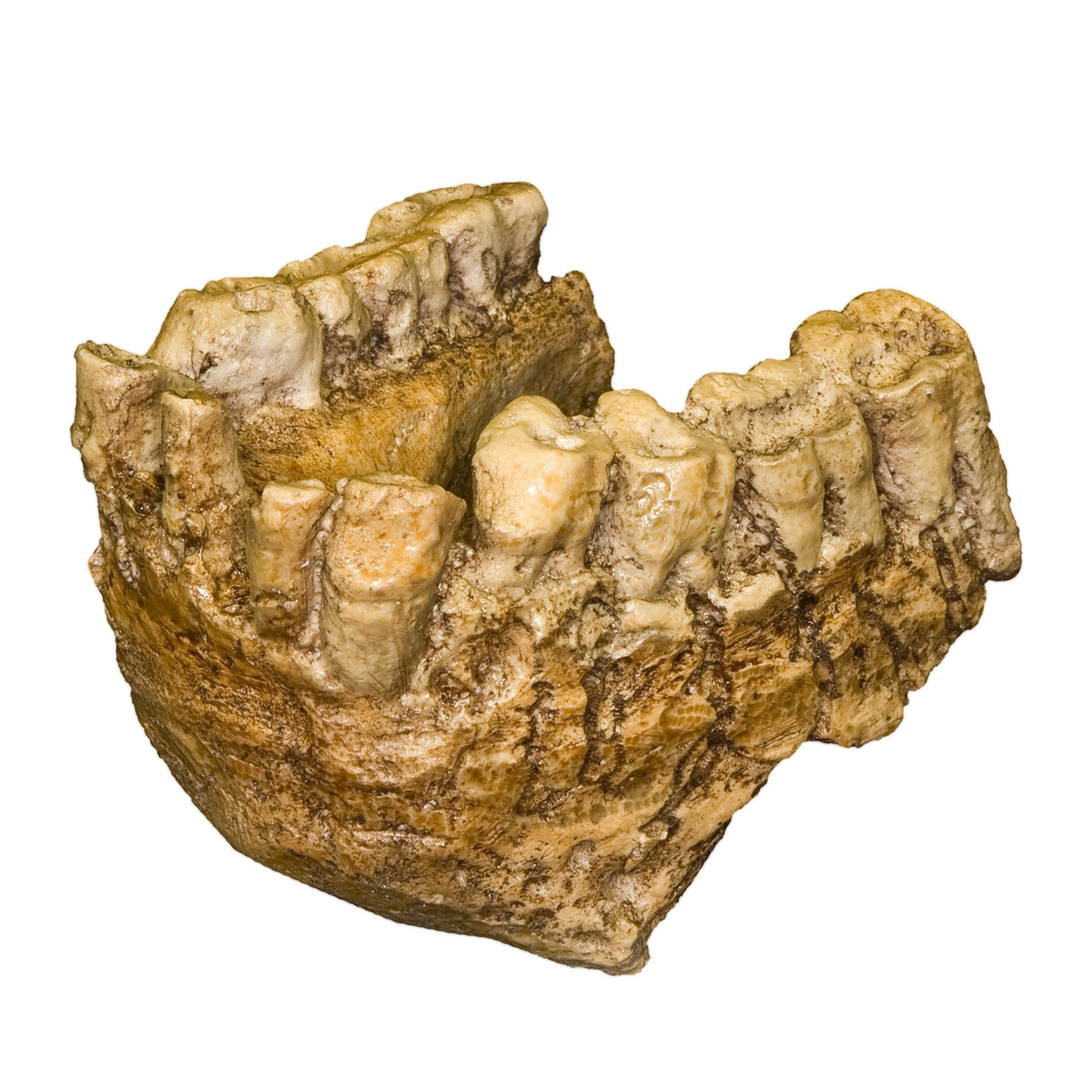 Authentic Replica Gigantopithecus Jaw - Fossil Collectors, Museum Display, Educational Science & Paleontology Study Specimen