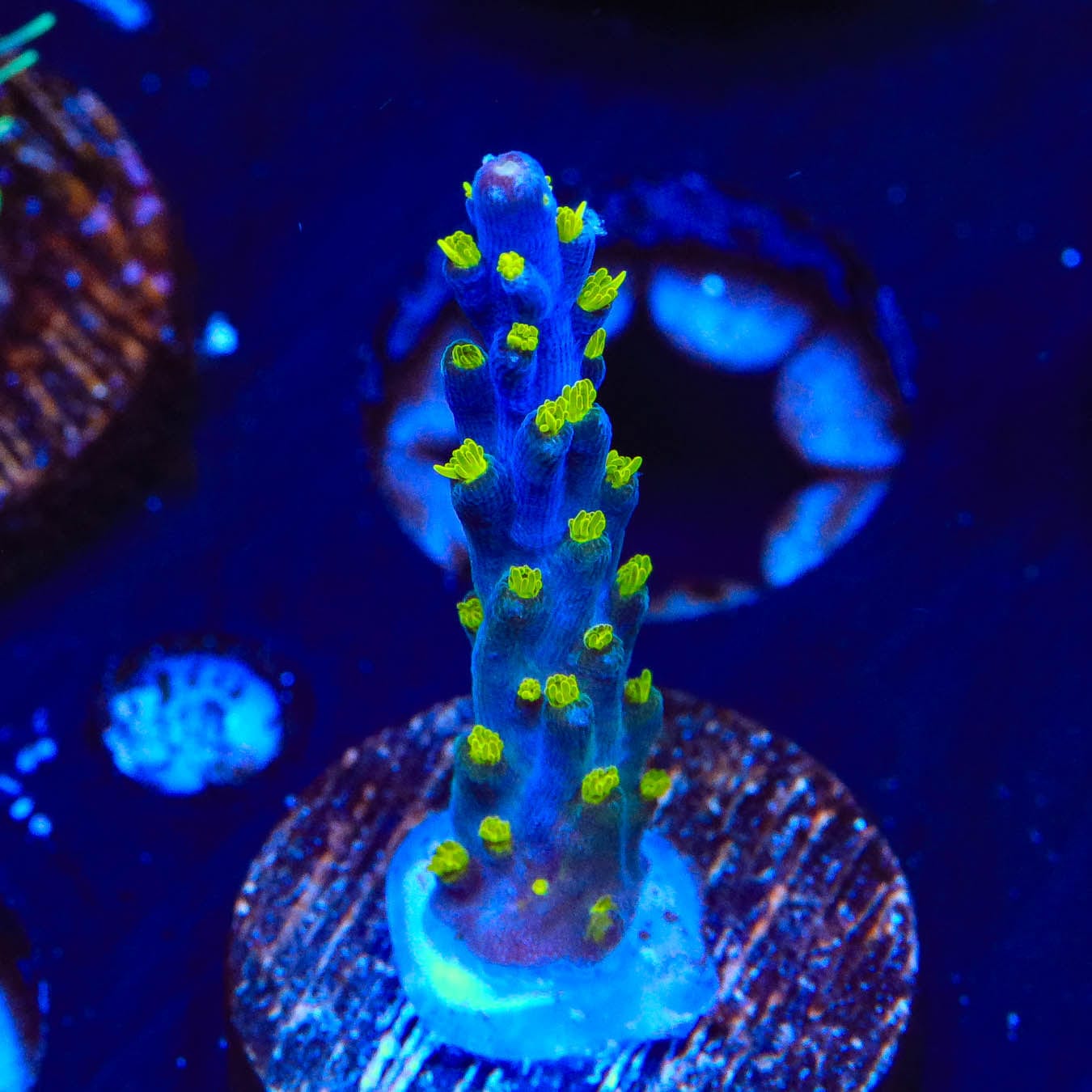Premium Garf Bonsai Acropora Coral for Saltwater Aquariums - Vibrant Live Coral for Reef Tanks & Marine Aquascaping