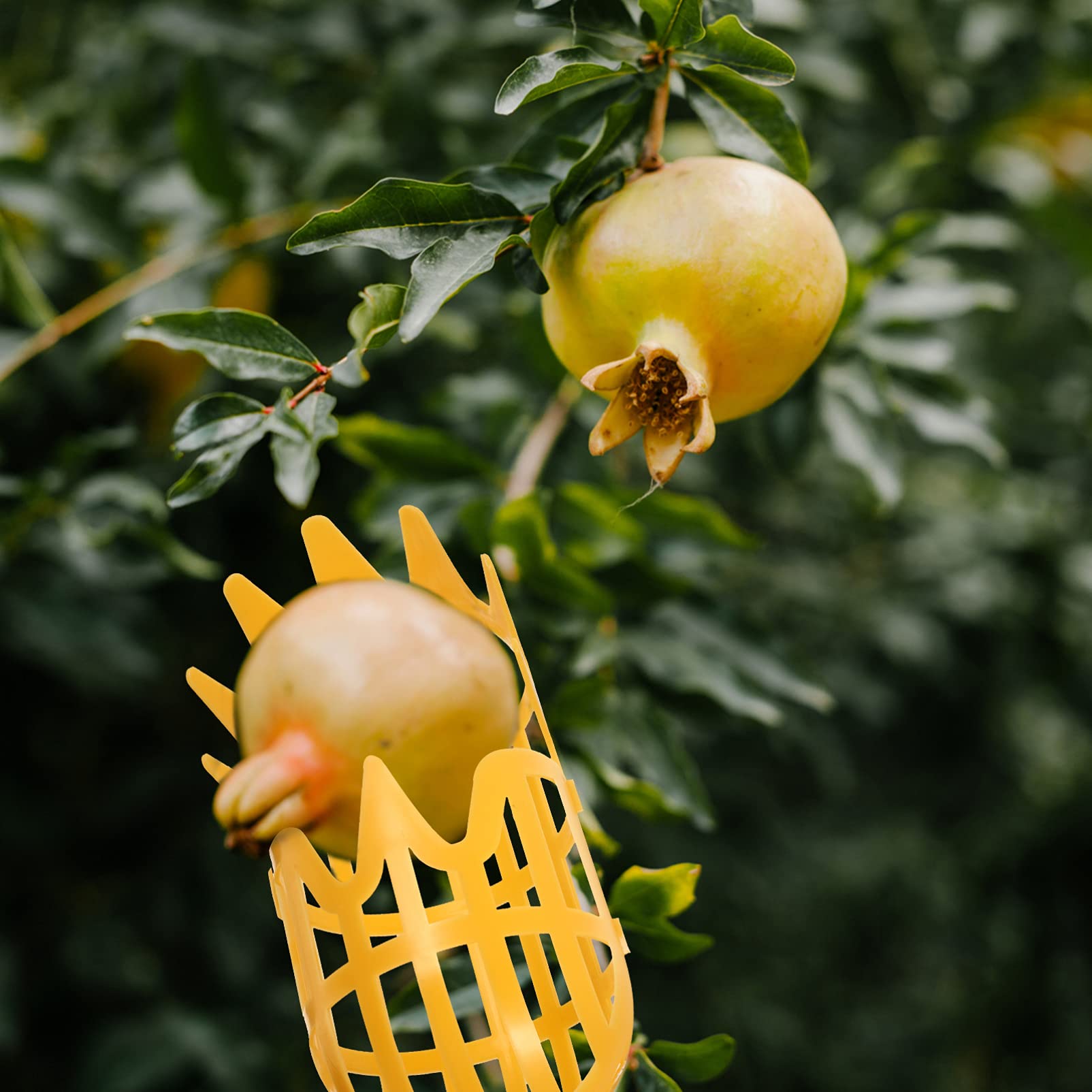 DOITOOL 2-Pack Fruit Picker Basket with Extendable Pole - Harvesting Tool for Pears, Cherries, Apples & Citrus Fruits | Perfect for Home Garden, Orchard Picking & Farm Use (Orange Color, Pole Not Included)