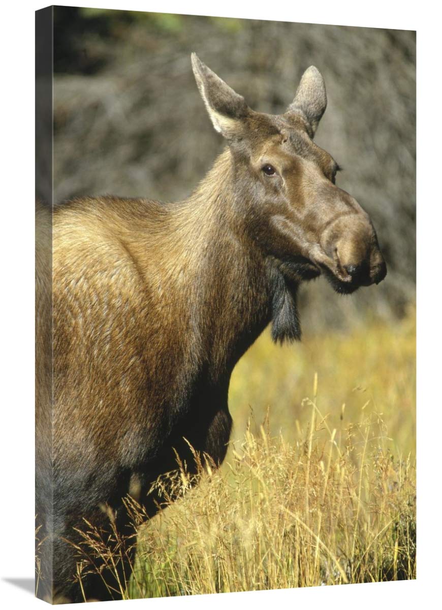 20 x 30 Inch Moose Female Wall Art Print - North America Wildlife Photography by Tim Fitzharris | Perfect for Living Room, Bedroom & Office Decor