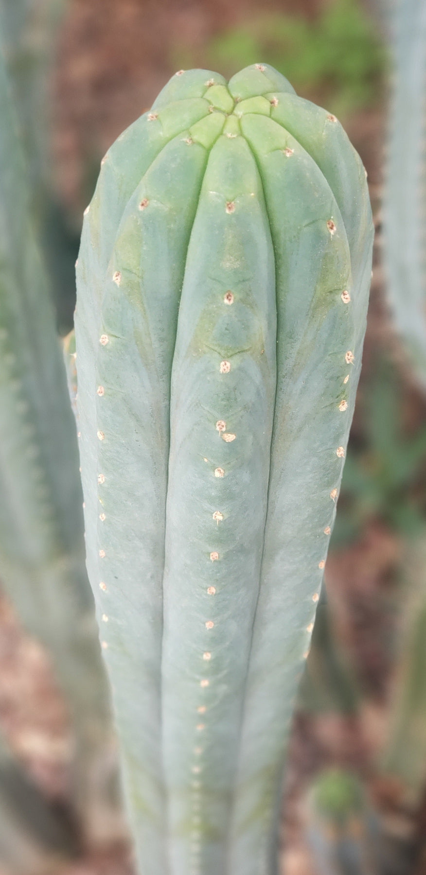 EC200 EXACT Trichocereus Pachanoi BGH Cactus Cutting - Premium Live Plant for Home Garden, Landscaping & Spiritual Ceremonies