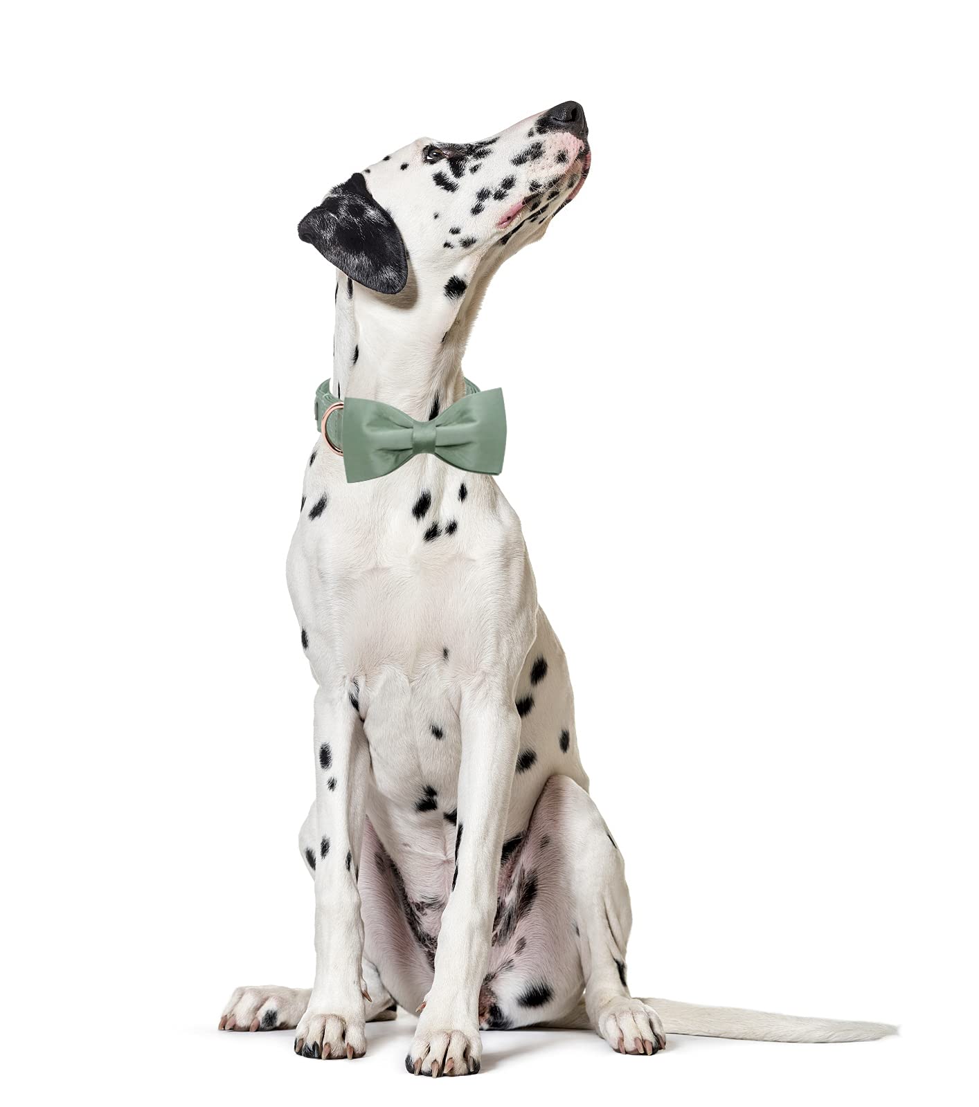 Lionet Paws Bowtie Dog Collar - Premium Silk Green Adjustable Pet Collar with Detachable Bow Tie for Small Dogs (10-16 Inch Neck) - Perfect for Weddings, Parties & Special Occasions