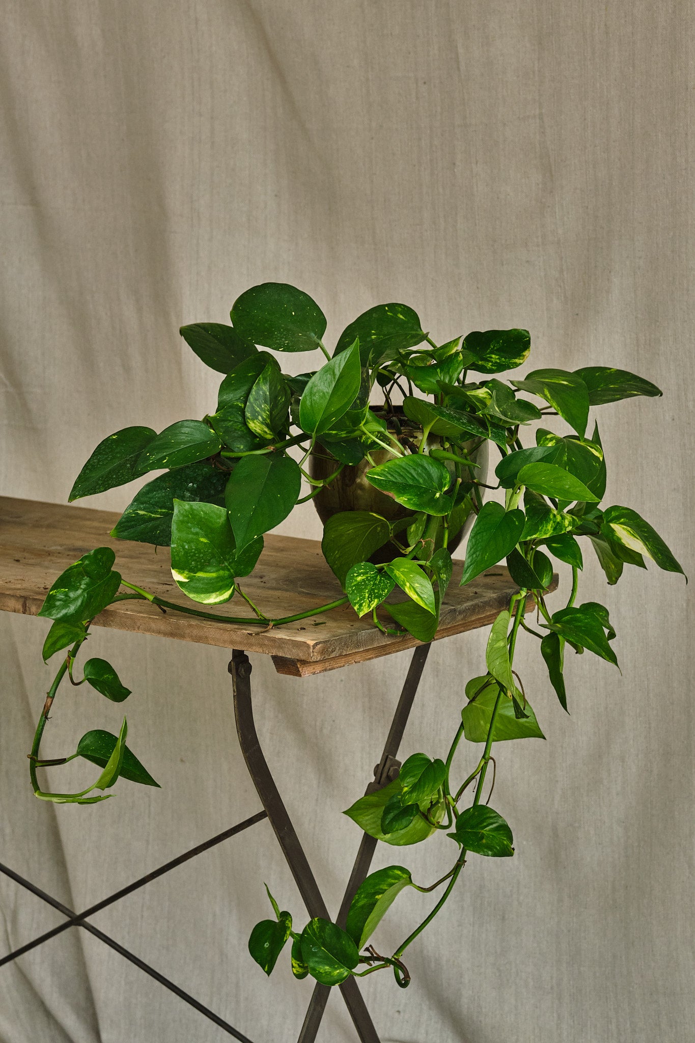 Epipremnum Aureum (Golden Pothos) - Low Maintenance Indoor Hanging Plant for Home, Office & Garden Decor - Perfect for Shelves, Desks & Living Spaces