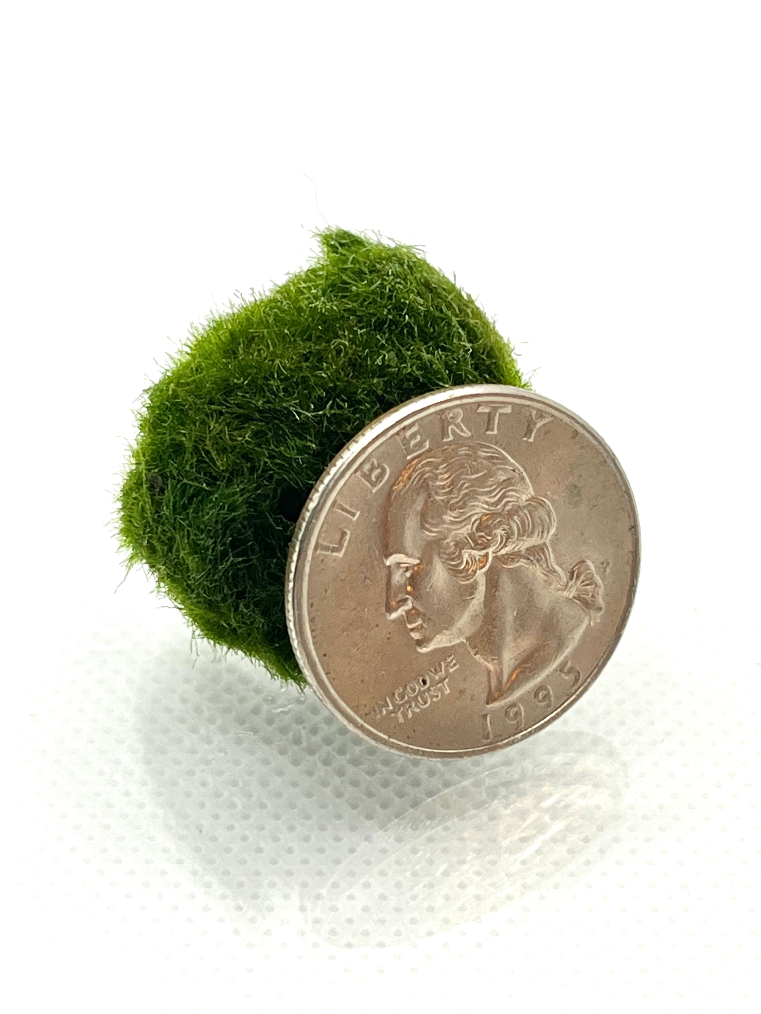 Live Marimo Moss Ball for Aquarium - Natural Indoor-Grown Aquatic Plant Decor | Perfect for Fish Tanks, Terrariums & Zen Gardens