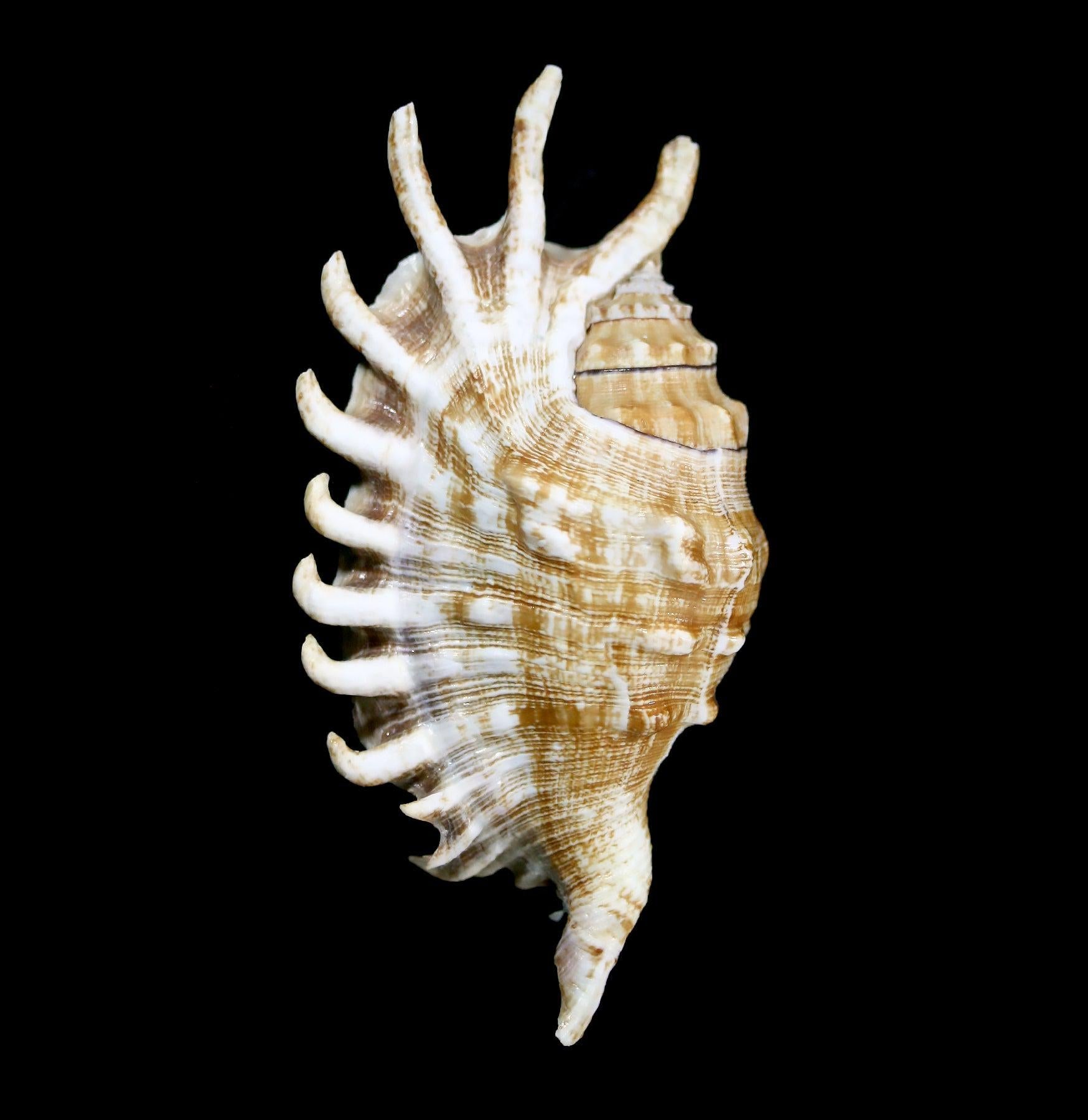 Millipede Spider Shell - Realistic Insect Exoskeleton Specimen for Science Education & Nature Collections | Perfect for Halloween Decor, Biology Classrooms & Entomology Displays
