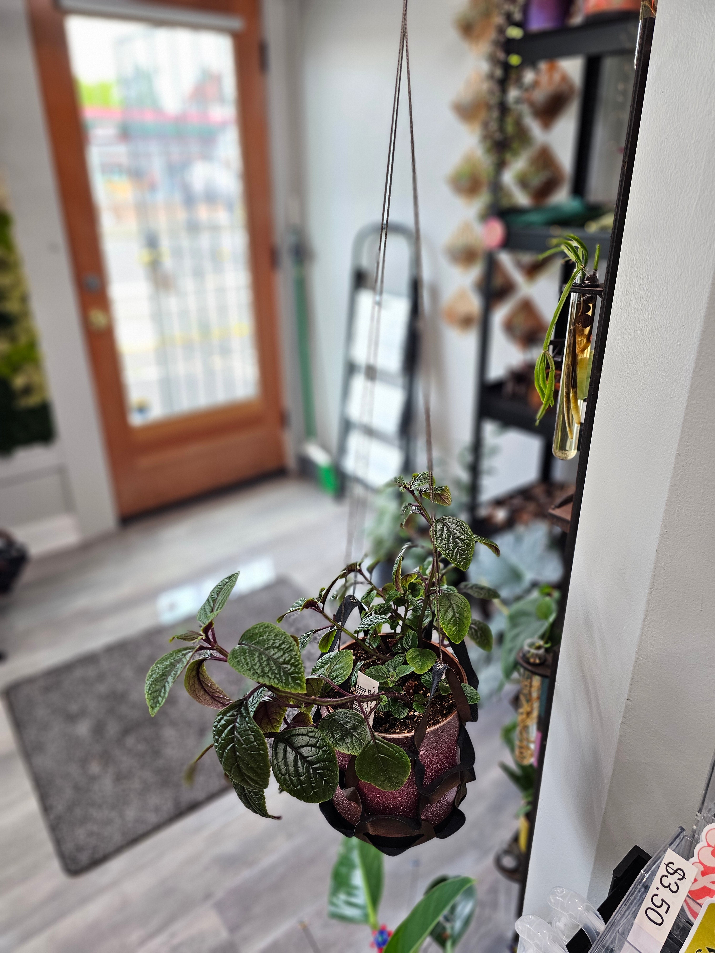 Large Plant Hanging Hammock - Macrame Plant Holder for Indoor/Outdoor Use - Perfect for Hanging Plants in Living Room, Patio or Garden Decor