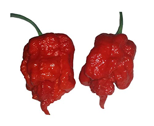 Carolina Reaper Red Pepper Seeds - World's Hottest Chili Seeds for Home Gardening, Cooking & Spicy Food Lovers | Perfect for Hot Sauce, Salsa & Chili Recipes