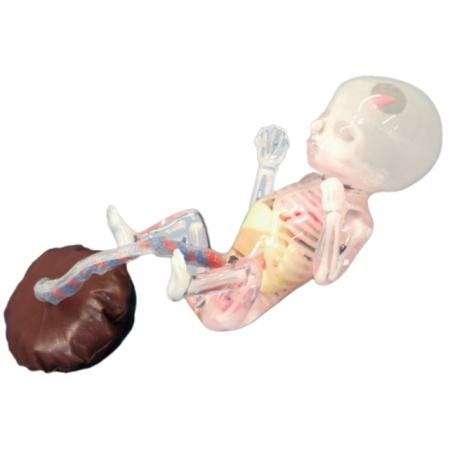 Fetal Ultrasound Training Phantom - High-Quality SPACE FAN ST Model for Medical Education & Diagnostic Practice | Perfect for OB/GYN Simulation & Sonography Training