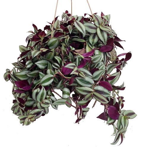 Purple Wandering Jew Plant - 6 Inch Hanging Basket - Easy Care Indoor Houseplant (Tradescantia Zebrina) - Perfect for Home Decor, Office Spaces & Hanging Gardens