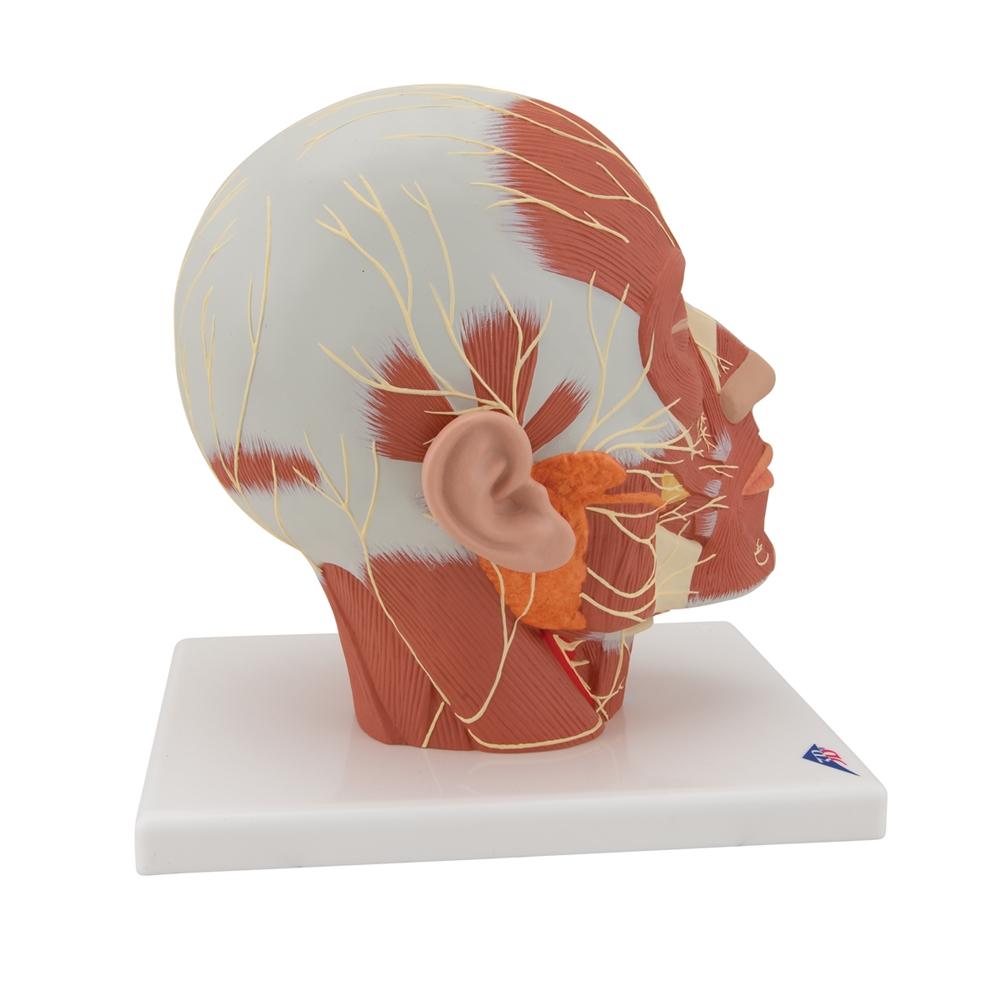 Human Head and Neck Musculature Anatomy Model with Nerves - Perfect for Medical Students, Anatomy Classes & Healthcare Professionals Training