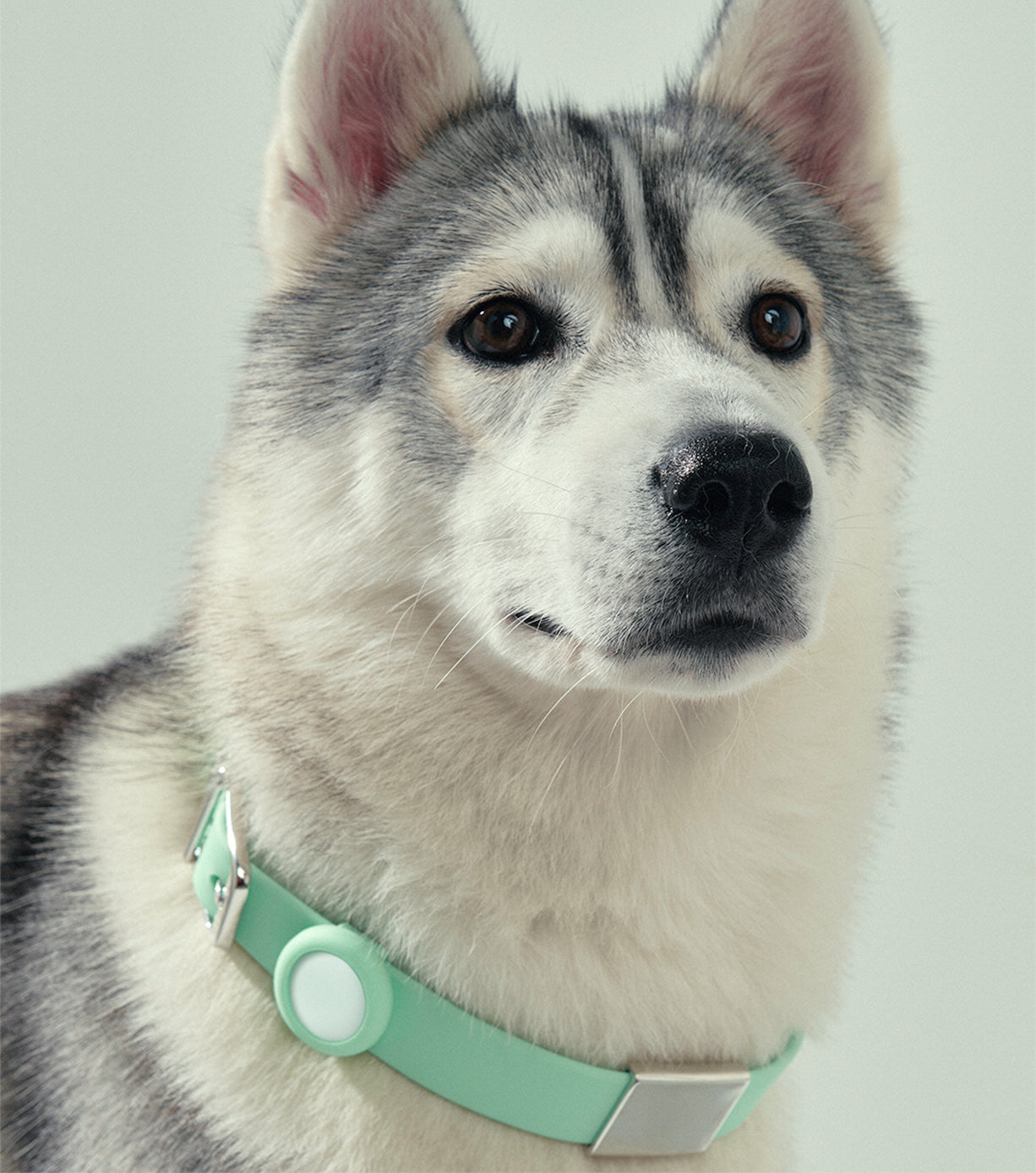 Premium Large Pet Collar for Dogs & Cats - Adjustable, Durable & Comfortable - Perfect for Daily Walks, Training & Outdoor Adventures