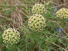 Yunakesa Asclepias asperula Seeds - Green-Flowered Milkweed, Spider Antelope Horns - 10 Fresh Seeds for Butterfly Gardens & Xeriscaping