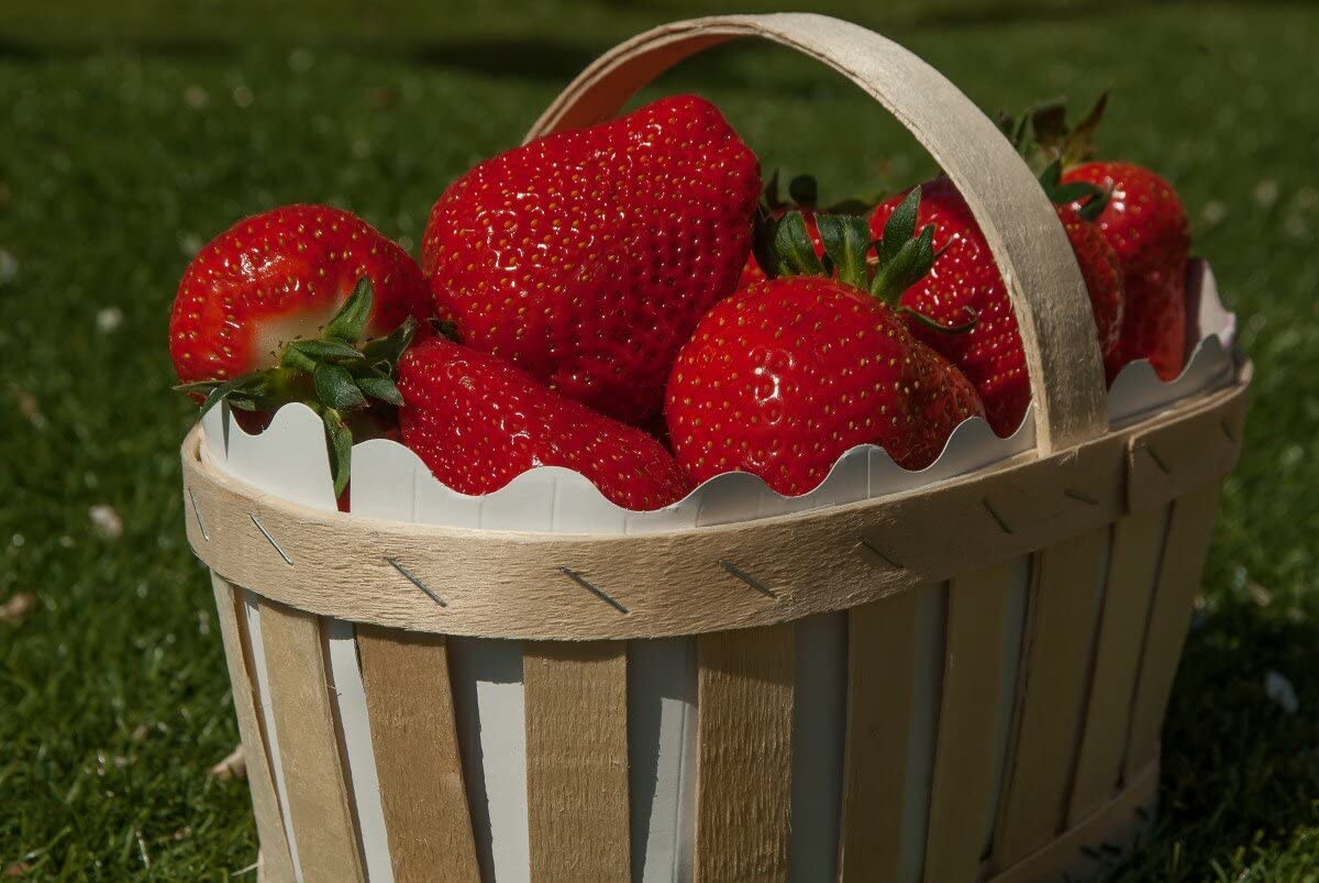 15+ Giant Strawberry Fresca Everbearing Seeds - Sweet Red Fruit Plants for Home Garden, Patio & Container Planting
