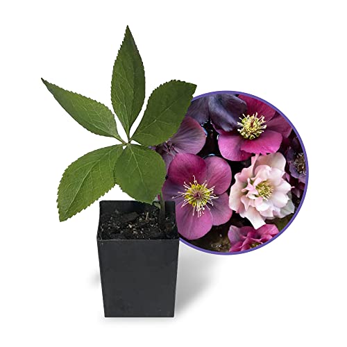 Lenten Rose Live Plant - Winter-Blooming Hellebore Perennial Flower in 2 Inch Pot, Assorted Colors - Perfect for Indoor Decor, Outdoor Gardens & Winter Landscaping