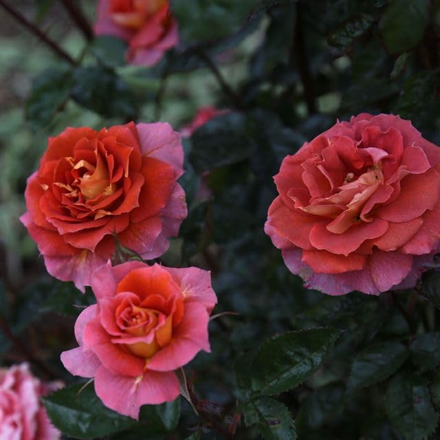 Heirloom Roses - Iris Webb Orange Floribunda Rose Bush, Live Outdoor Plant for Garden Landscaping & Home Decoration | Perfect for Flower Beds, Borders & Container Gardening