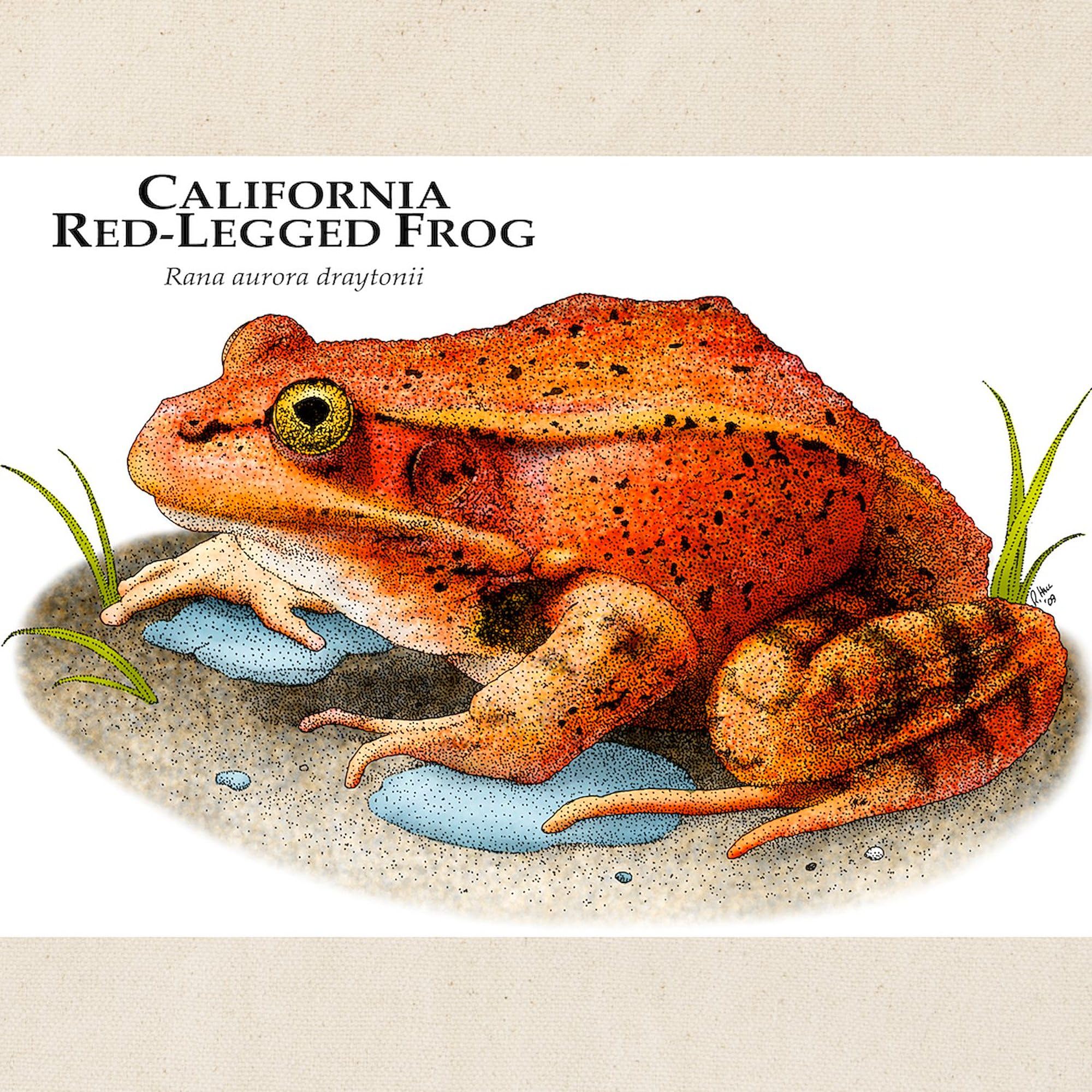 California Red-Legged Frog Canvas Tote Bag - Eco-Friendly Reusable Shopping Bag for Groceries, Beach & Daily Use | Durable Natural Cotton Carryall