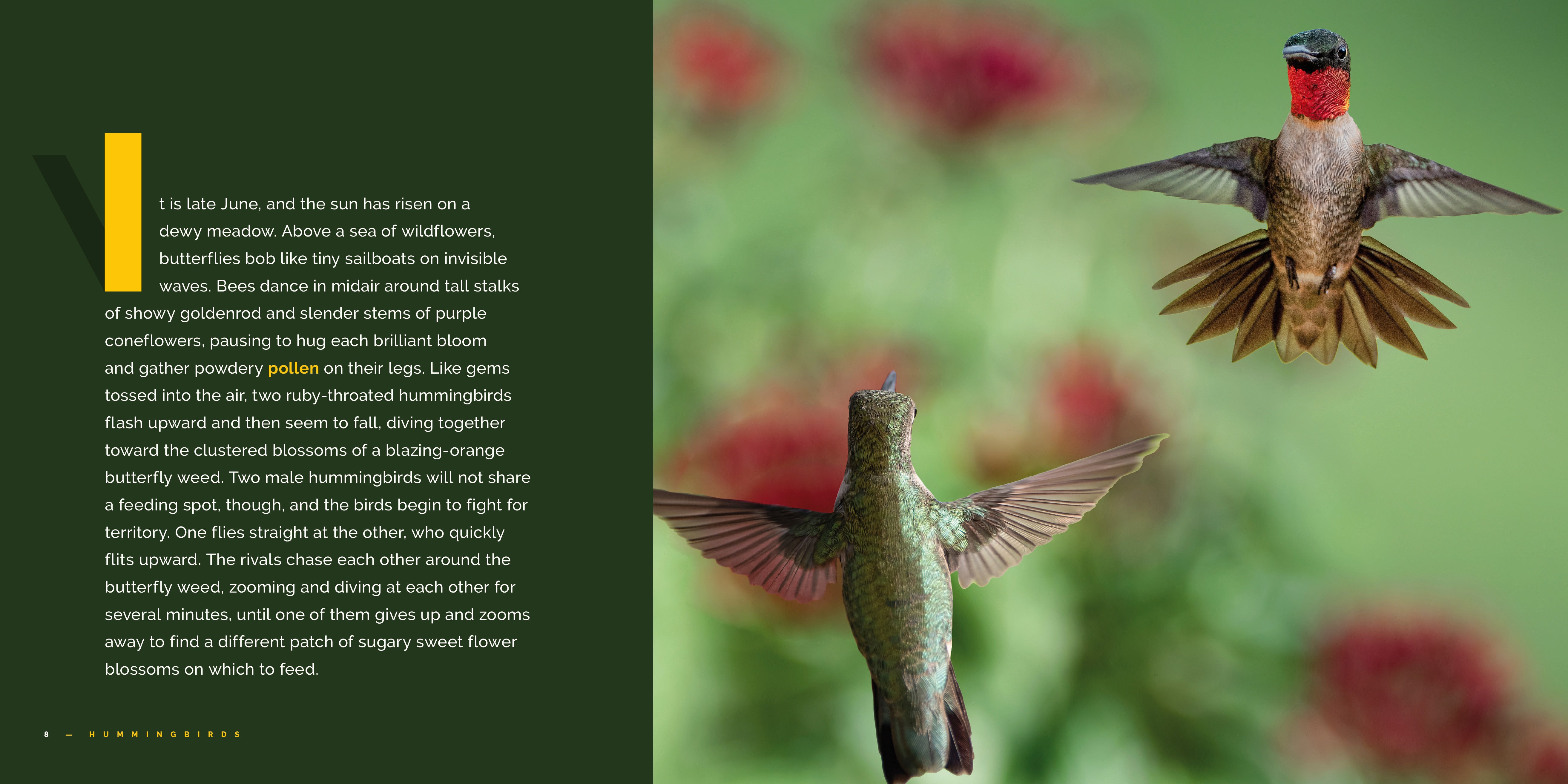 Hummingbirds Book 9781640266001 - Explore the Fascinating World of Hummingbirds | Perfect for Bird Lovers & Nature Enthusiasts