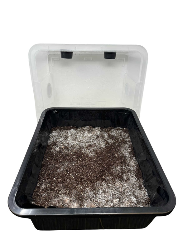 Midwest Grow Kits Complete 44 Quart Monotub Mushroom Growing Kit - Bulk Spawn & Casing Included for Easy Home Cultivation | Perfect for Gourmet Oyster, Shiitake, and Lion's Mane Mushrooms
