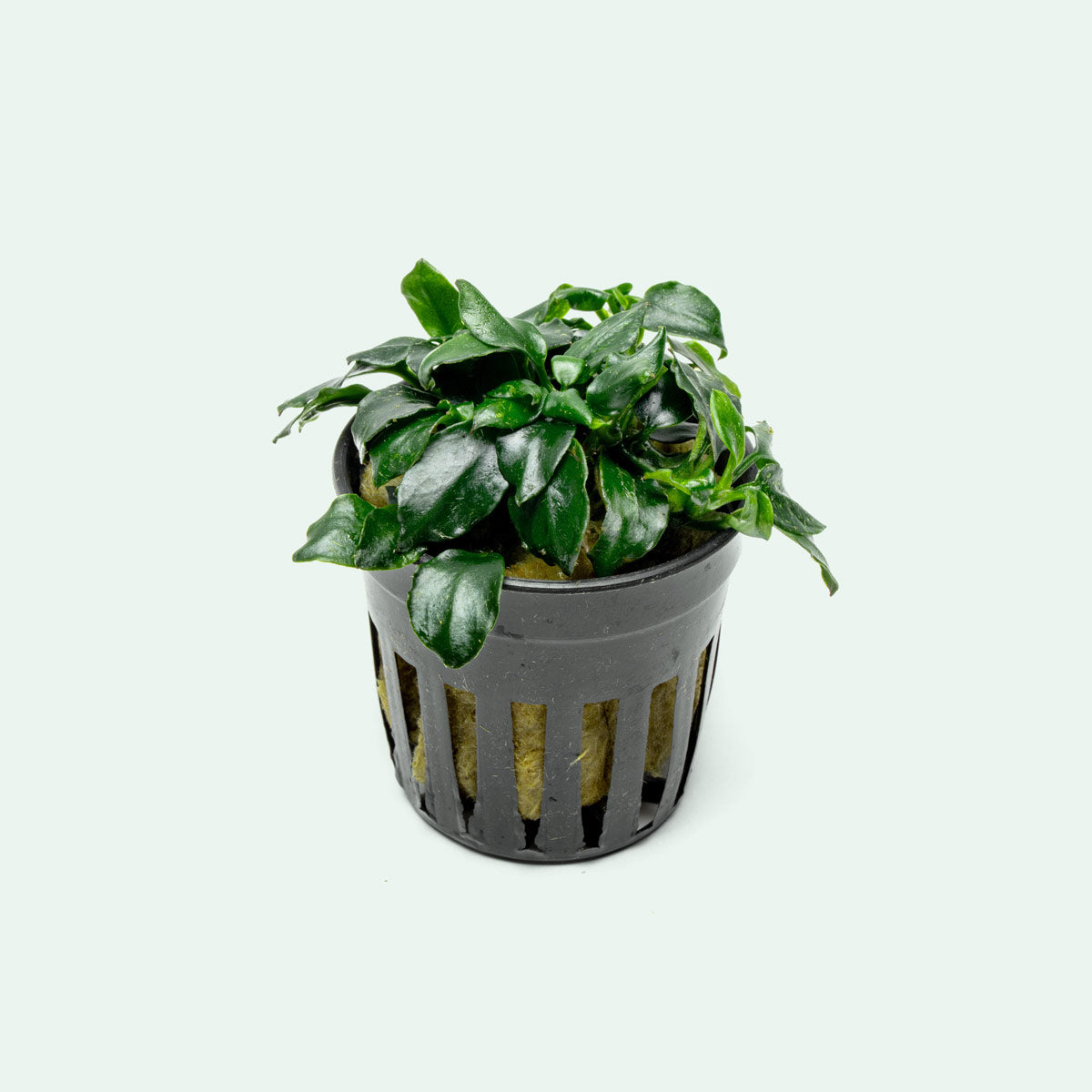 Anubias Barteri Dark Angel Aquatic Plant - Live Freshwater Aquarium Plant for Fish Tanks, Low Light & Easy Care - Perfect for Aquascaping, Shrimp Tanks & Natural Decor