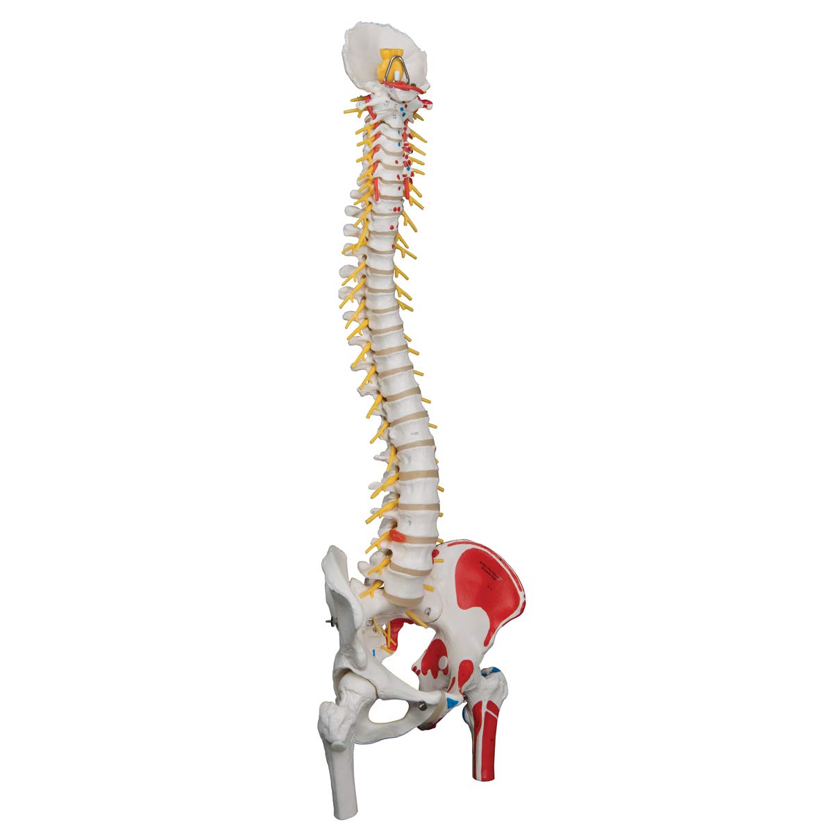 3B Scientific A58/7 Painted Deluxe Flexible Spine with Femur Heads - Anatomically Accurate Human Spine Model for Medical Education & Physical Therapy - Perfect for Classroom, Chiropractic Training & Patient Demonstration