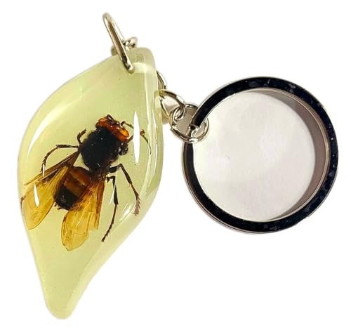 Asian Giant Hornet (Freeform)