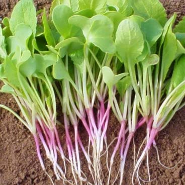 Organic Red Arrow Radish Seeds for Sprouting - 5 Lbs Non-GMO Open Pollinated Vegetable Seeds - Fast Growing, Easy to Maintain Root Vegetables for Container Gardening - Perfect for Home Gardens, Microgreens & Healthy Salads