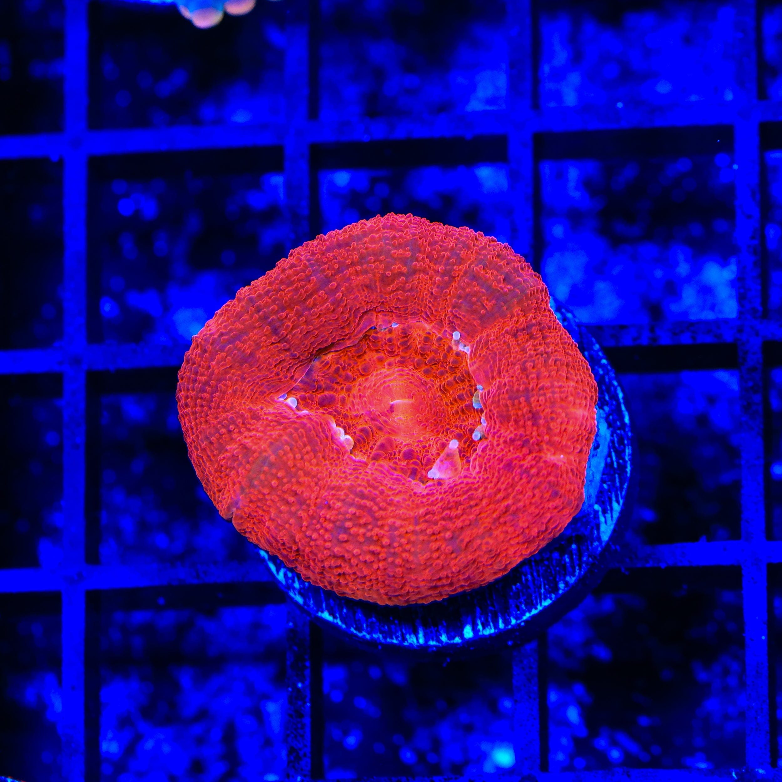 Buy Cherry Bowerbankii Coral for Saltwater Aquariums - Vibrant Live Coral for Reef Tanks, Nano Tanks & Marine Aquascaping | Perfect for Beginners & Advanced Hobbyists