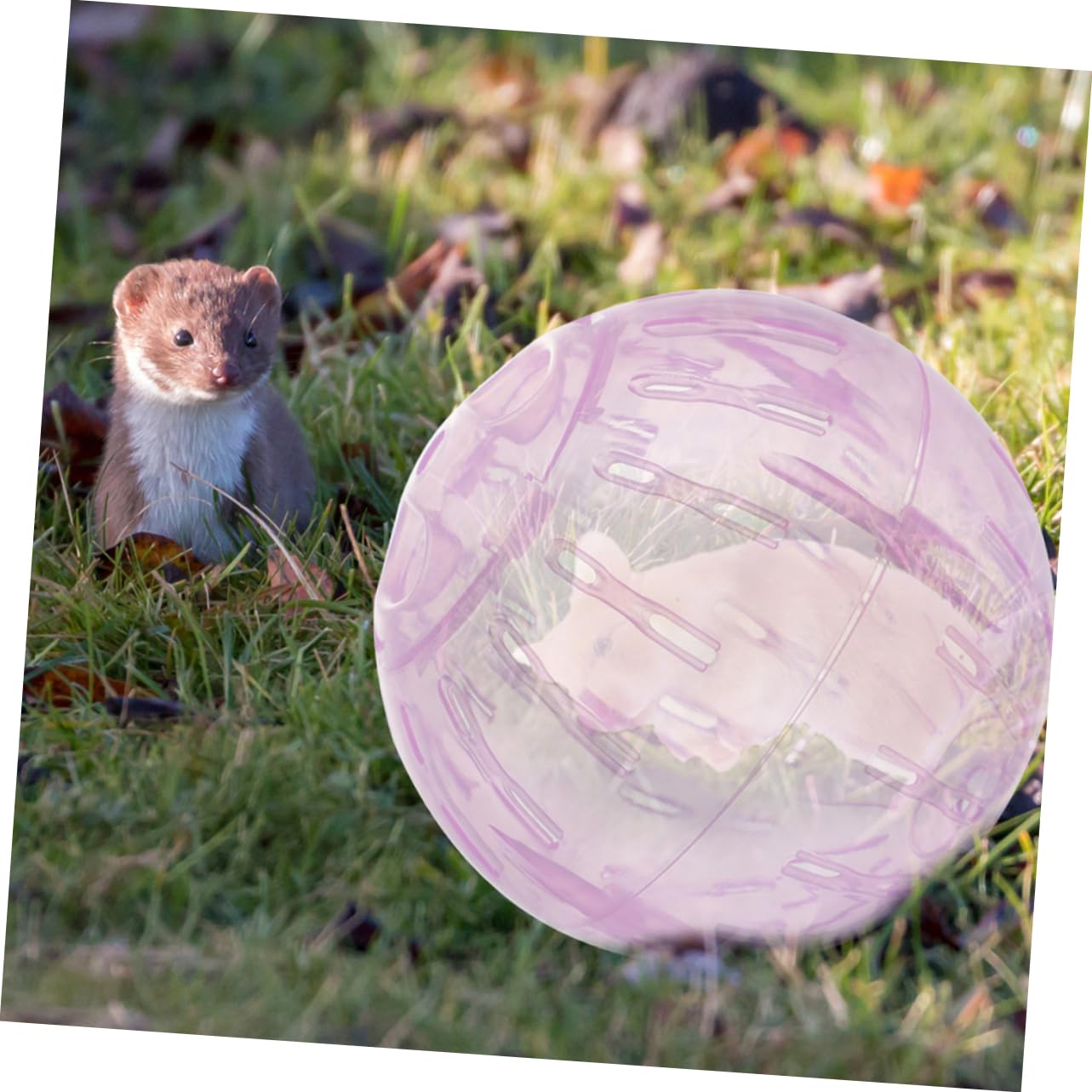Clear Hamster Exercise Ball - Safe & Fun Running Ball for Dwarf Hamsters, Guinea Pigs, Chinchillas | Pet Exercise Toy for Small Animals | Indoor Play & Fitness Activity for Rodents