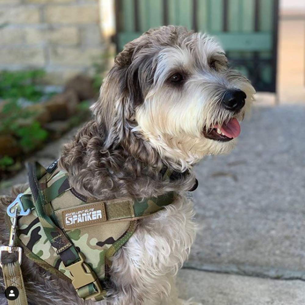 Medium Tactical Dog Collar - Adjustable Small Tactical Dog Harness with Bungee Leash & Handle for Outdoor Hiking, Training & Daily Walks