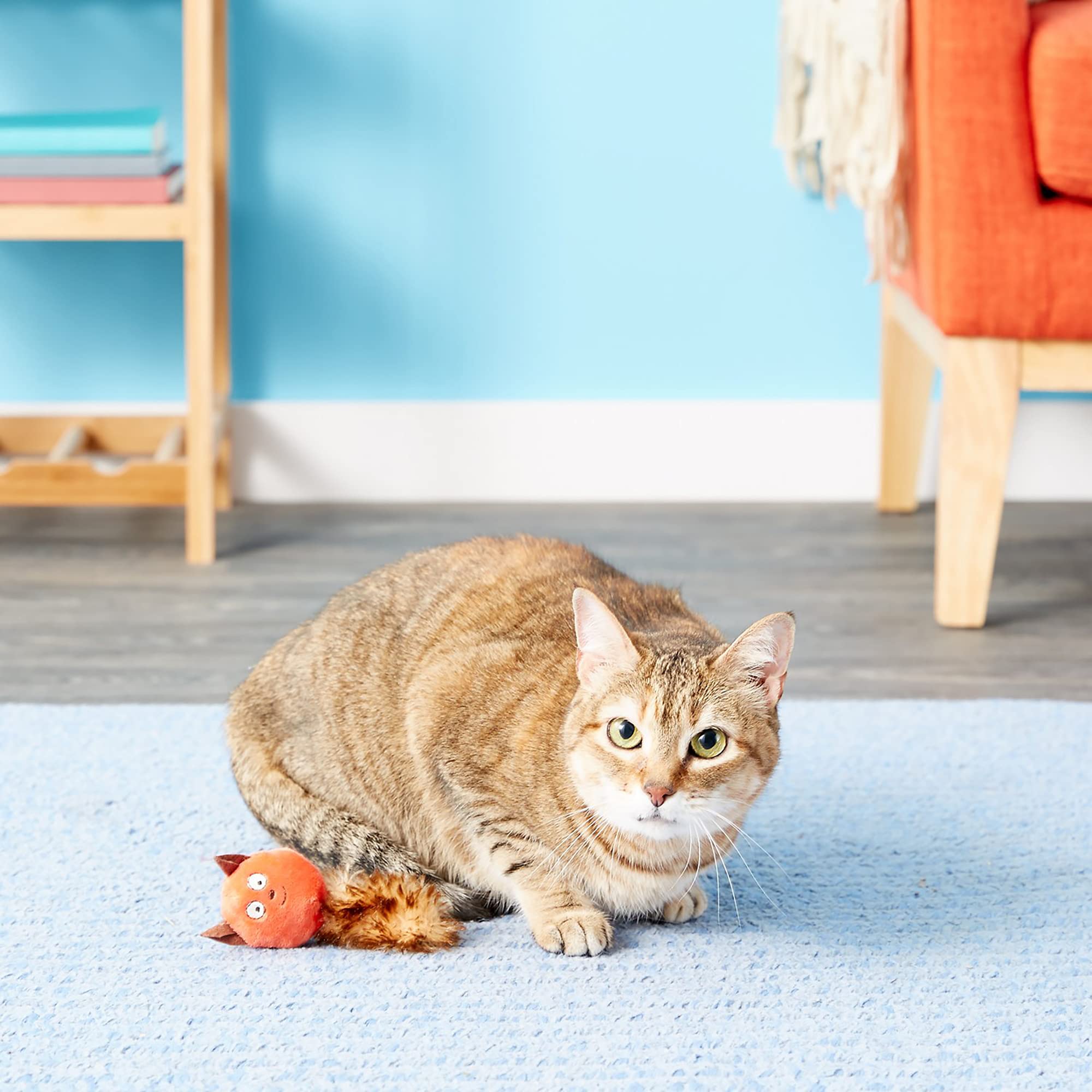 JW Cataction Catnip Squirrel Toy - Colorful Interactive Cat Toy with Natural Catnip - Perfect for Playtime, Exercise & Mental Stimulation for Indoor Cats