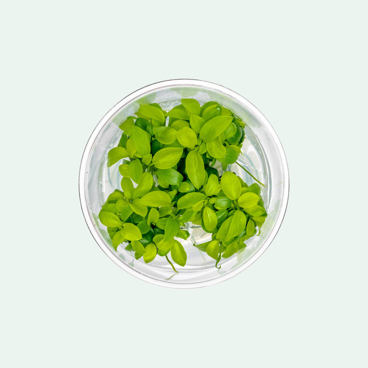 Anubias Nana Golden - Live Aquarium Plant for Freshwater Fish Tanks - Perfect for Aquascaping, Nano Tanks & Low Light Aquariums