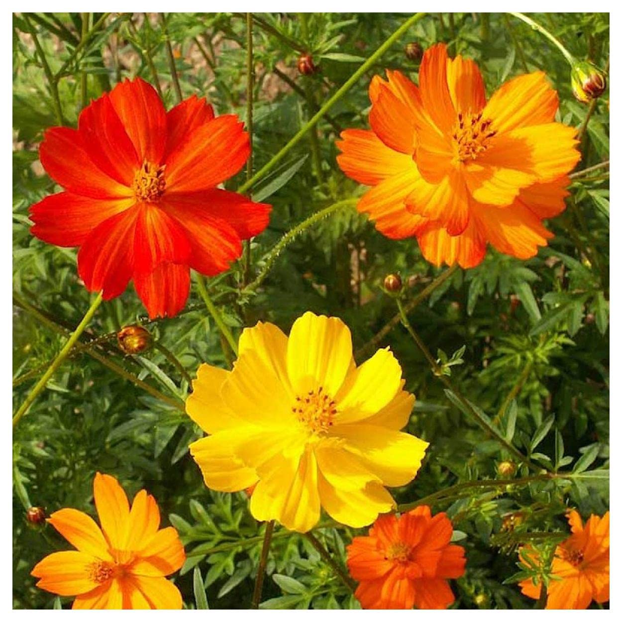500 Bright Lights Mix Cosmos Wildflower Seeds - Everwilde Farms Gold Vault Jumbo Seed Packet - Perfect for Butterfly Gardens, Cut Flowers & Pollinator Landscapes