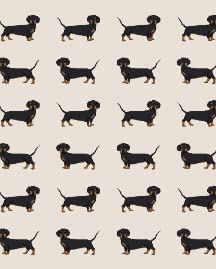 Cute Wiener Dog Dachshund